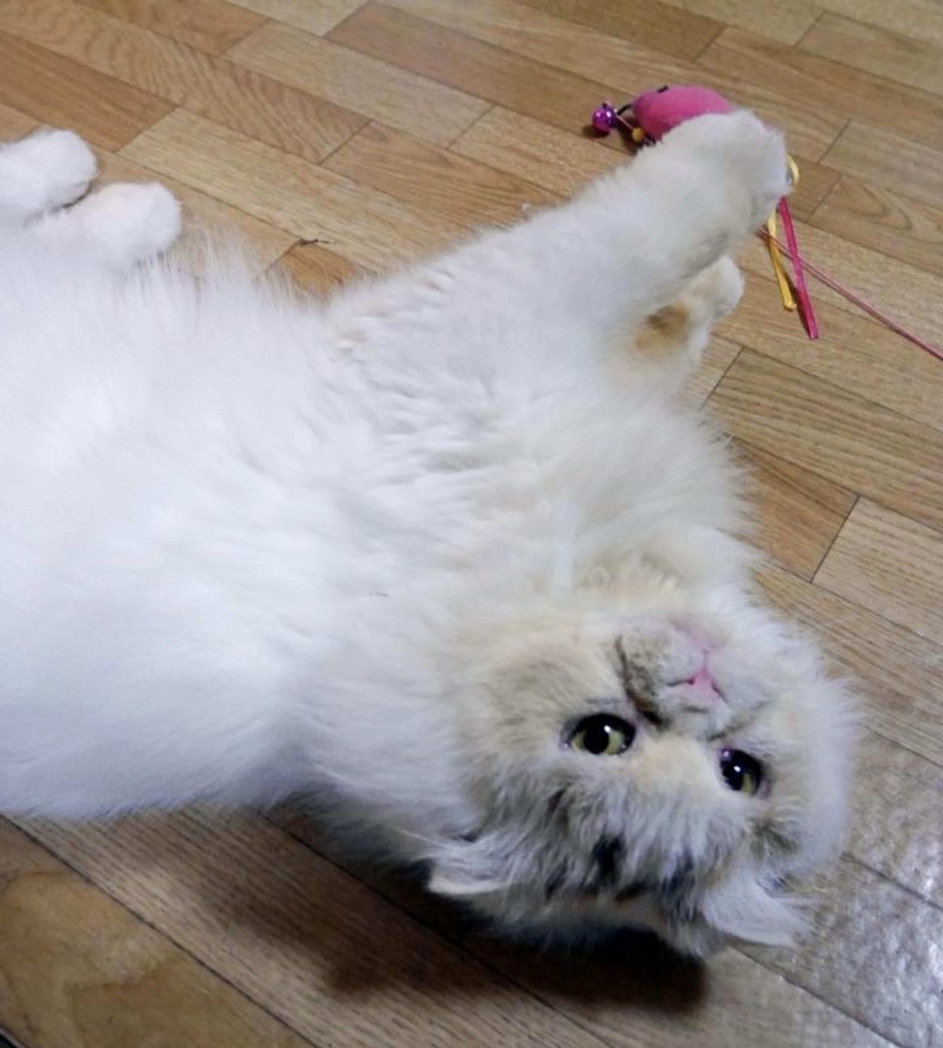pet-image-3