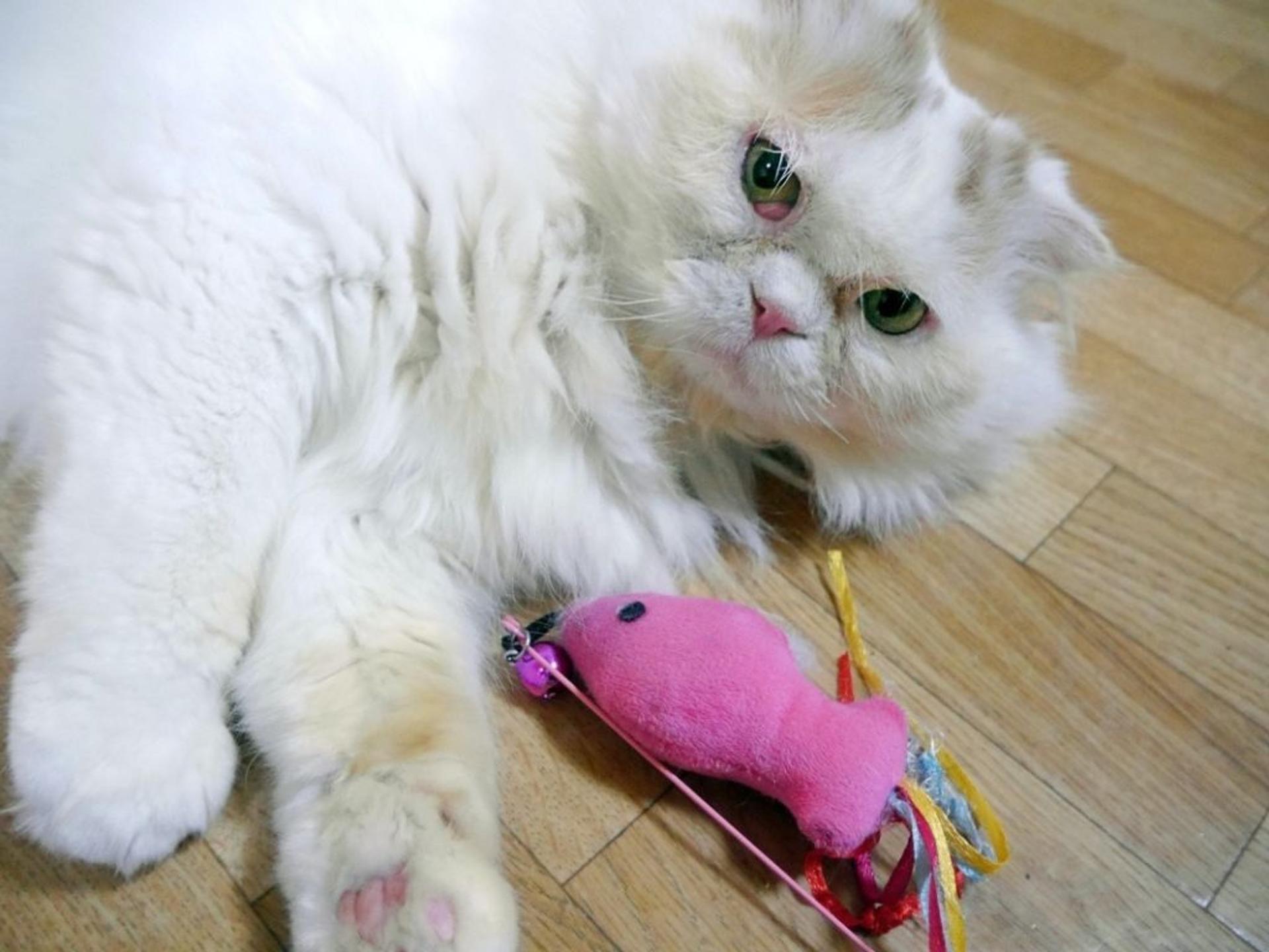 pet-image-5