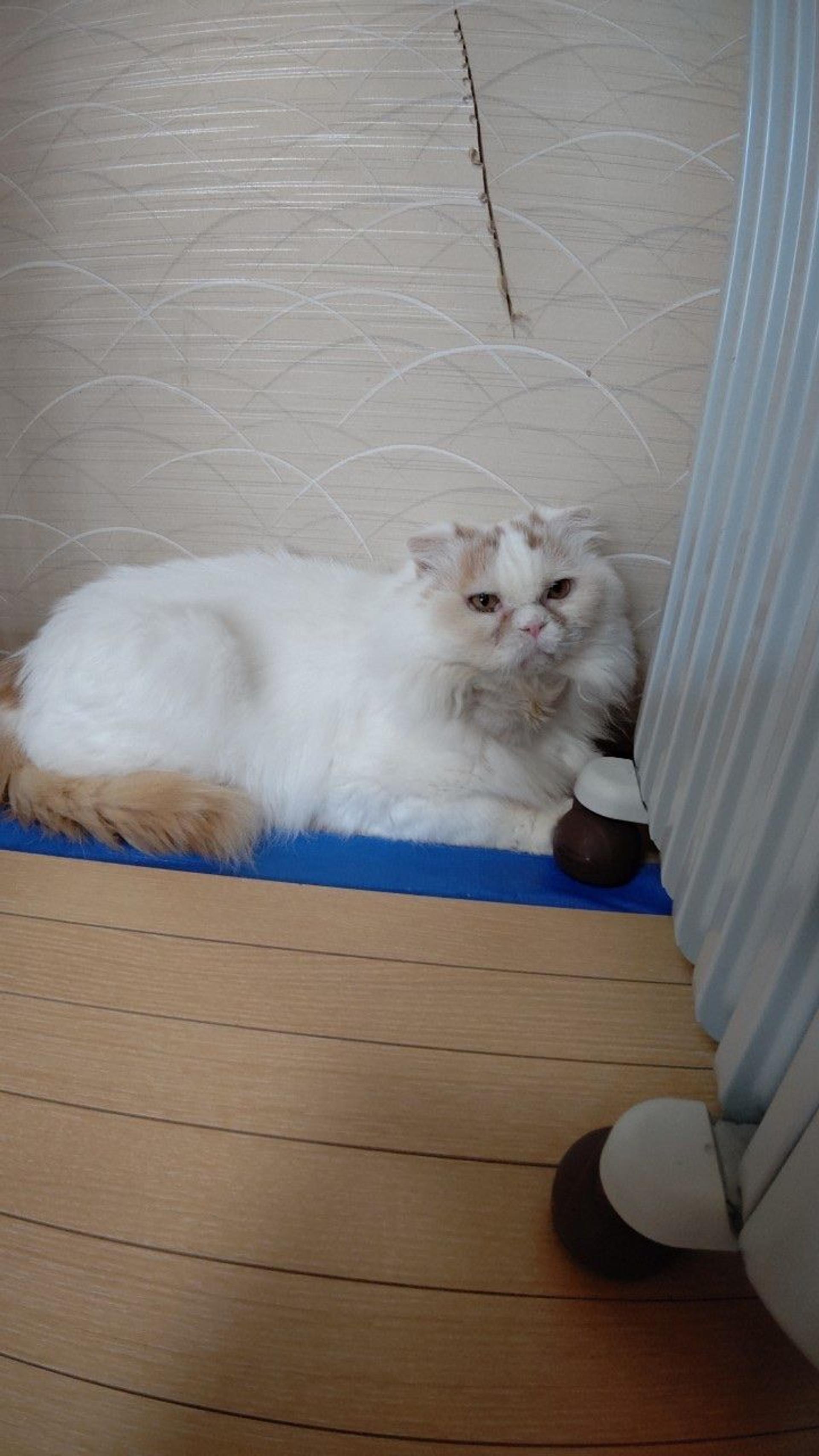 pet-image-9