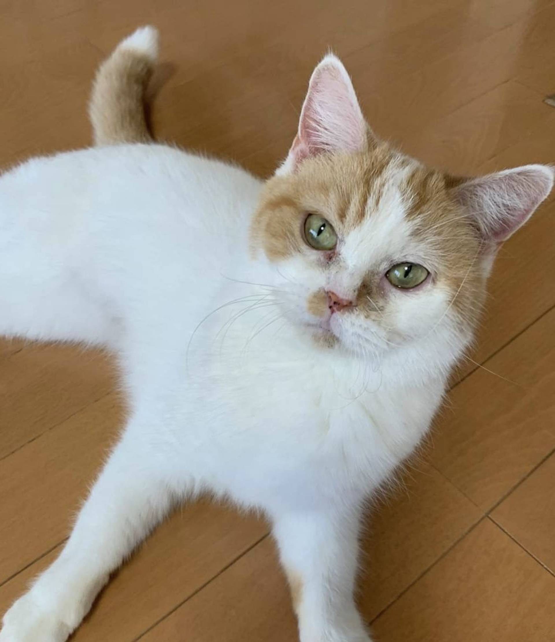 スコティッシュフォールド・メスの里親募集の写真