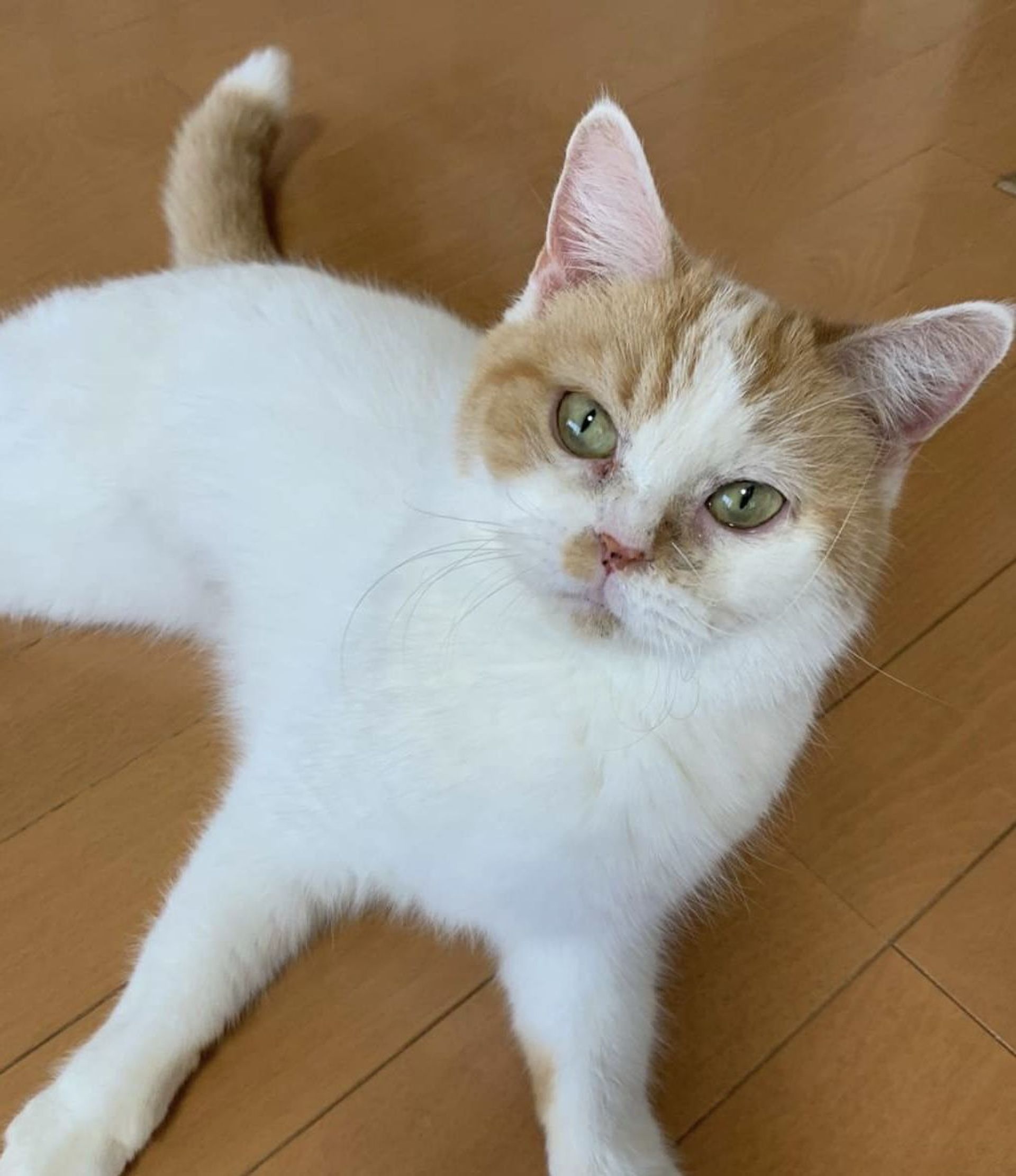 スコティッシュフォールド・メスの里親募集の写真