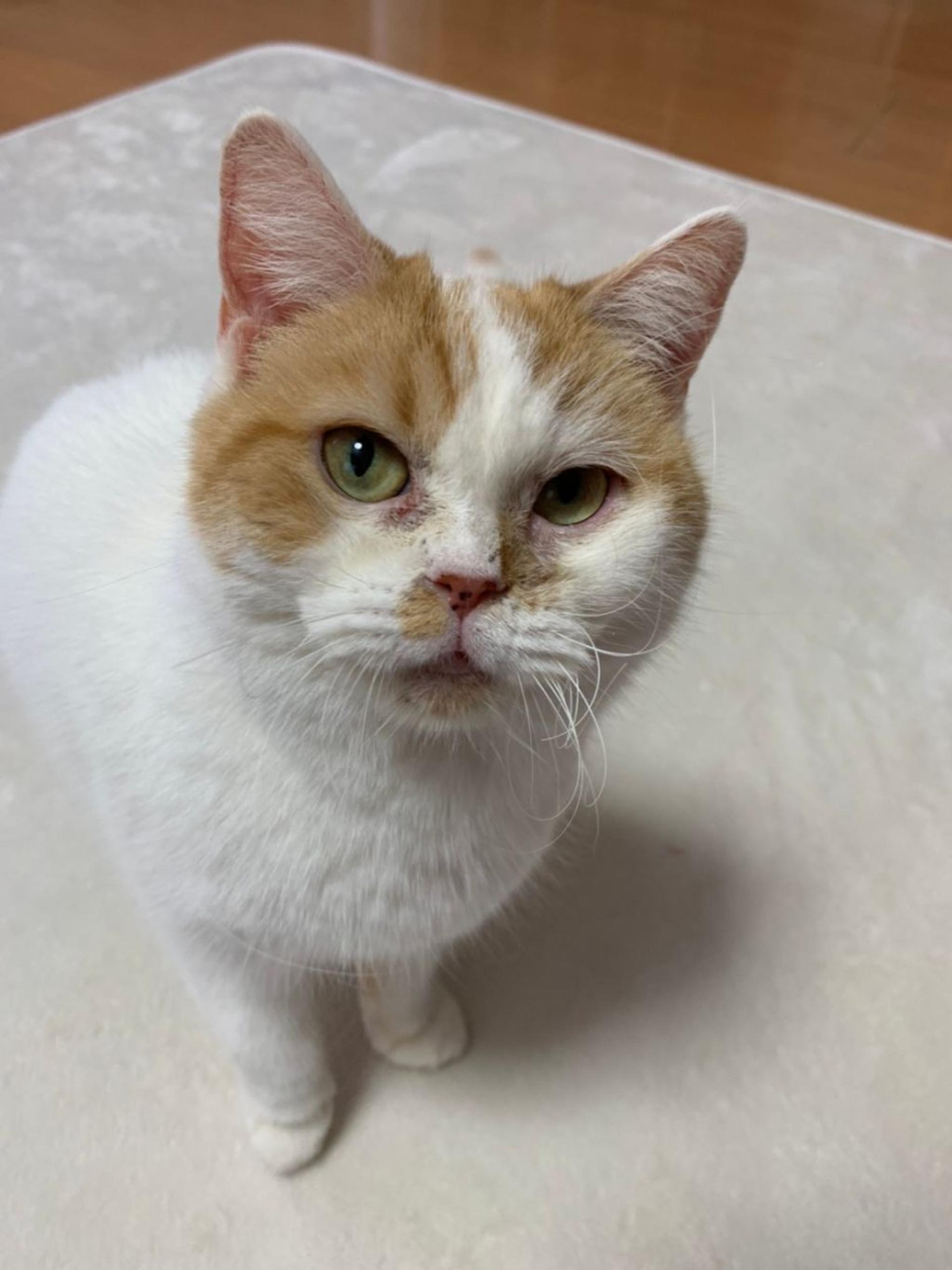 pet-image-3