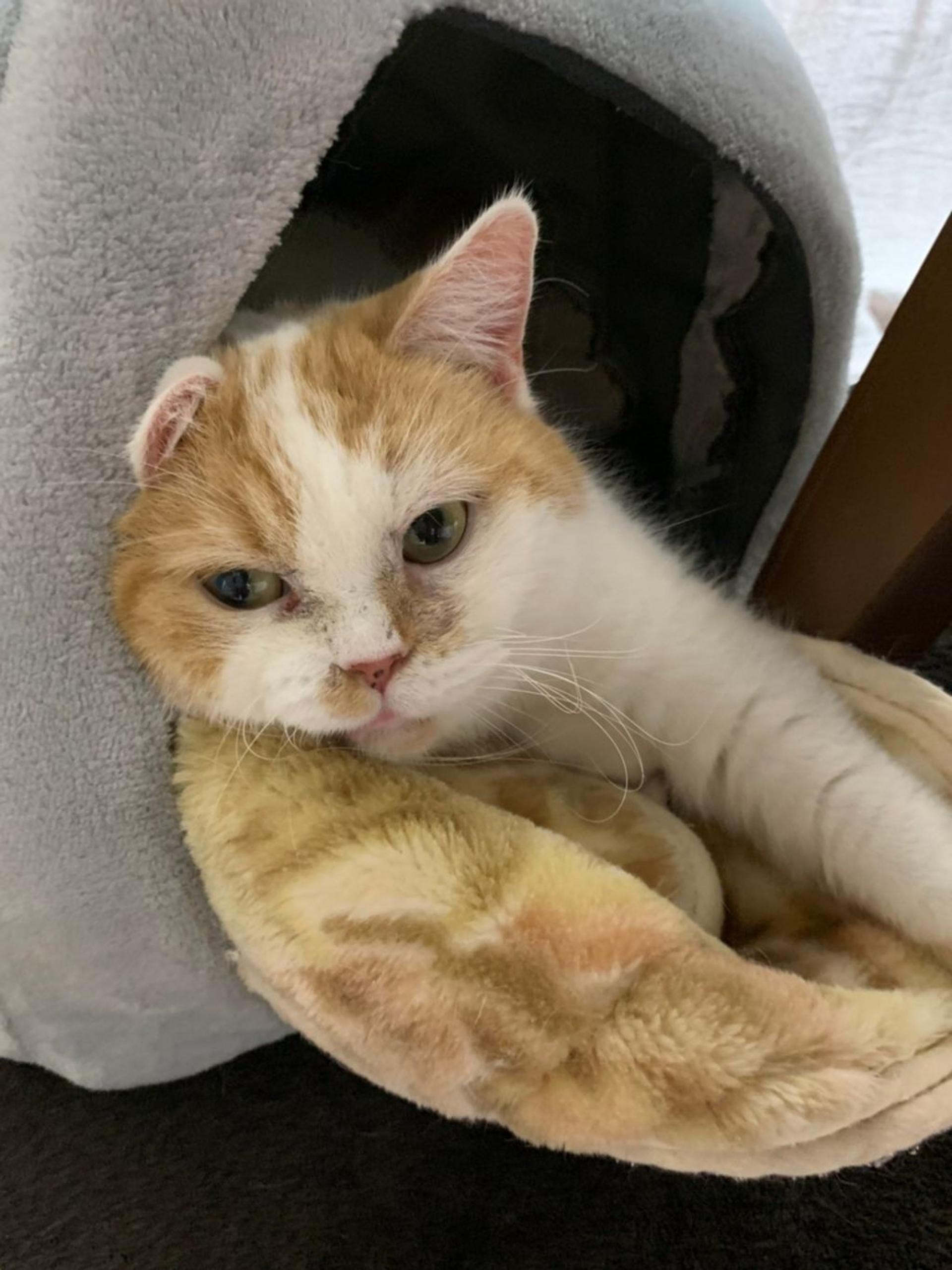 pet-image-4