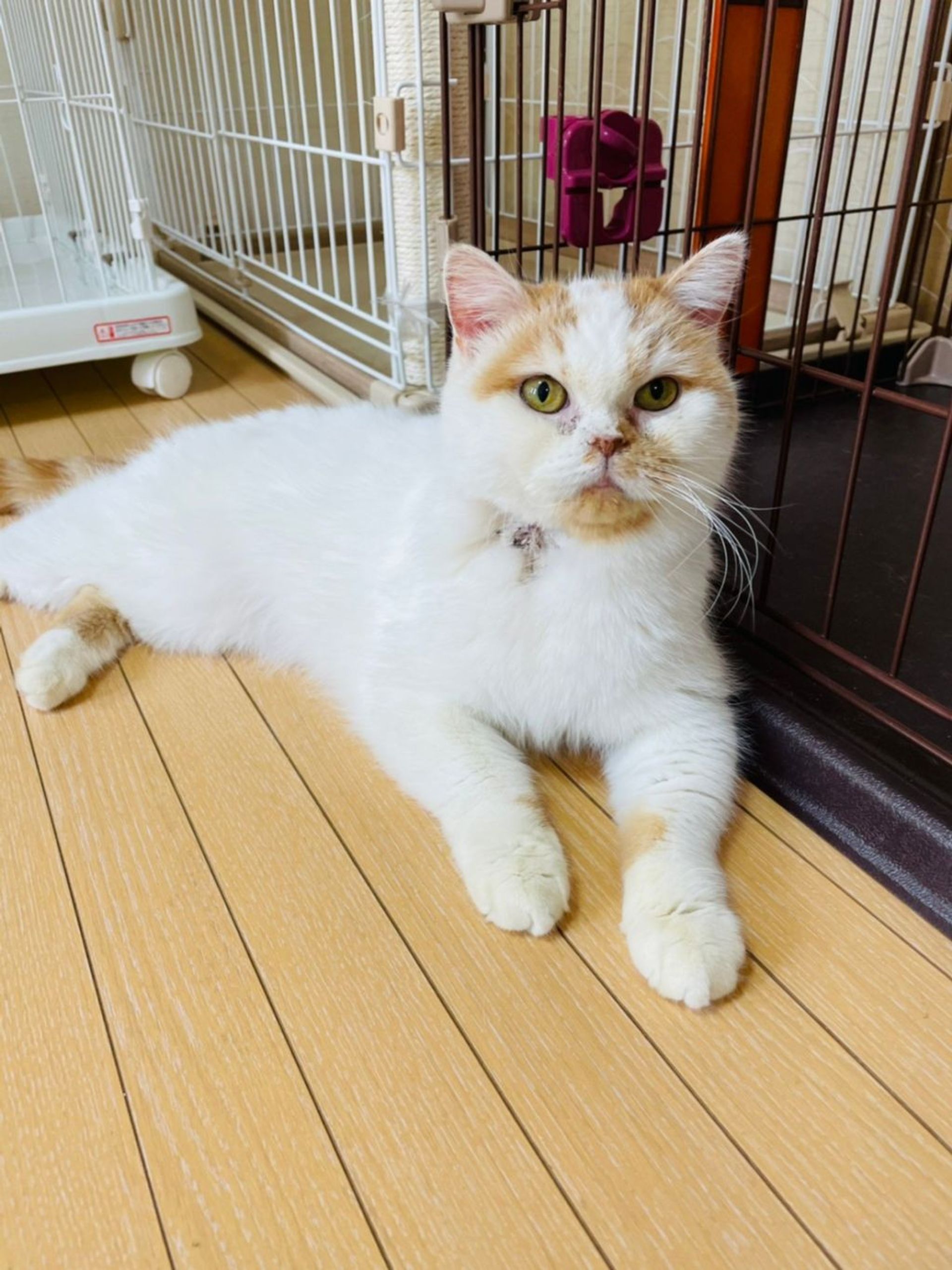 スコティッシュフォールド・メスの里親募集の写真