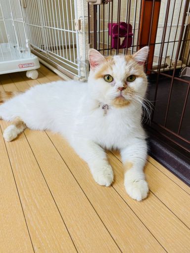 ソフィの写真