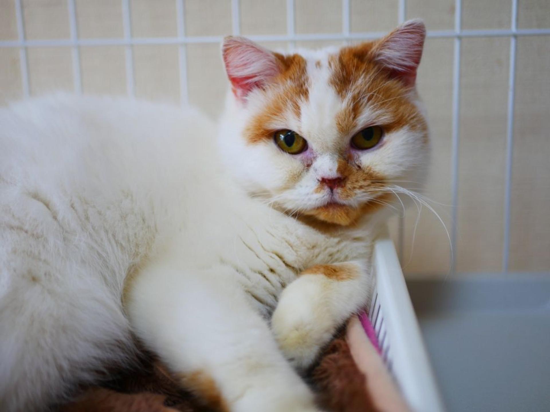 pet-image-3