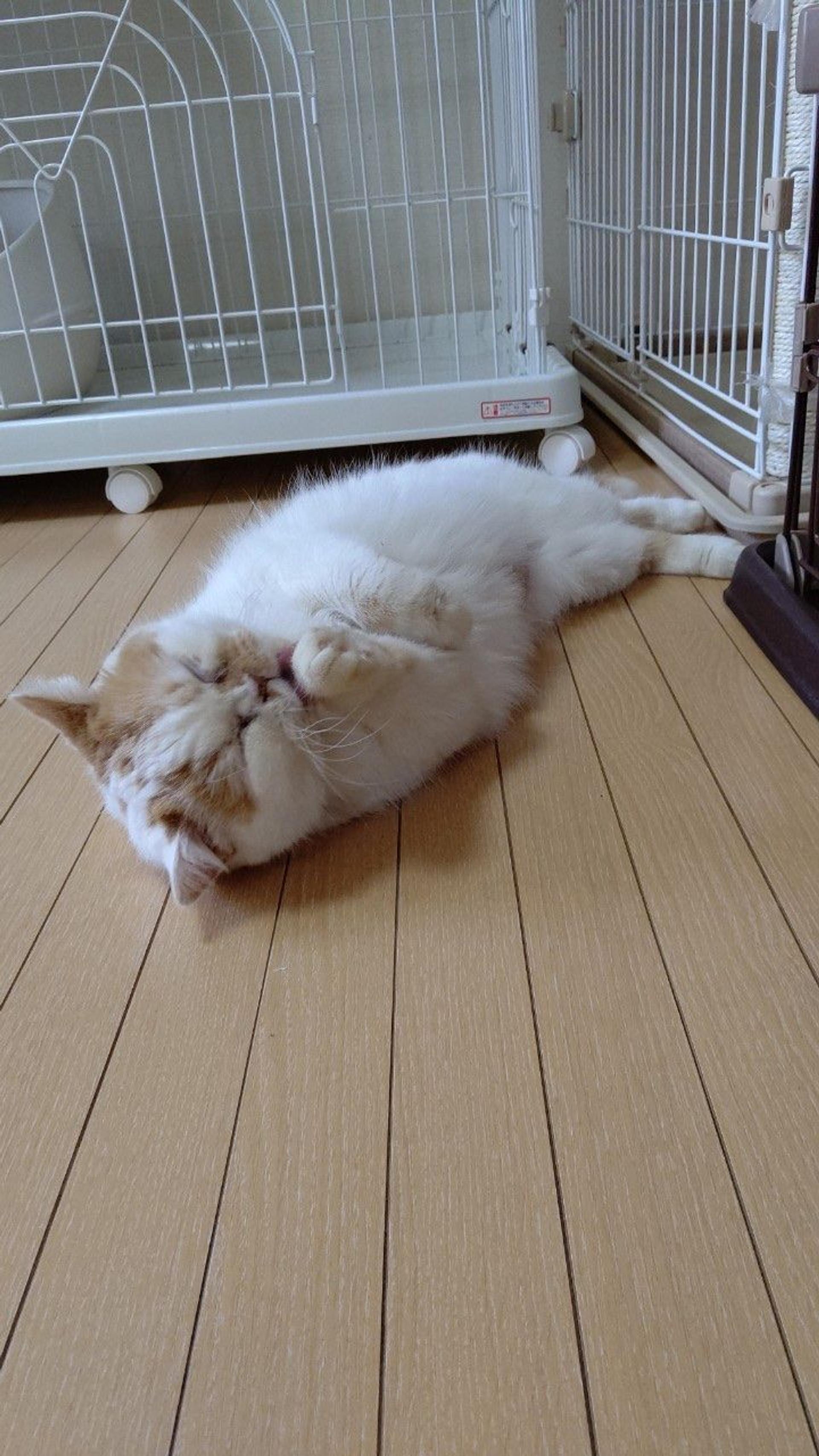 pet-image-8