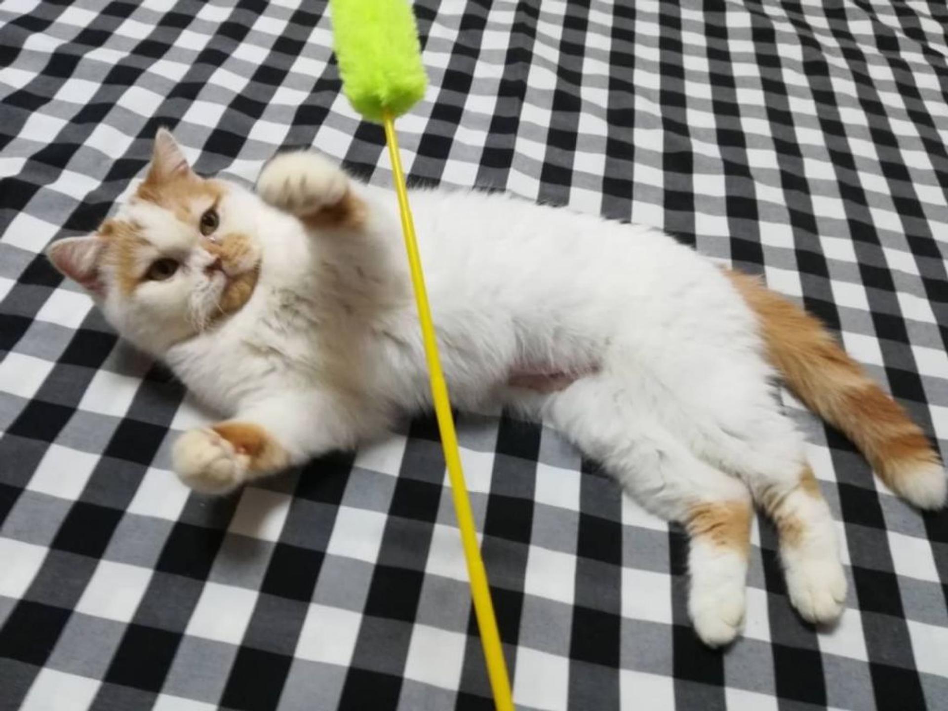 pet-image-5