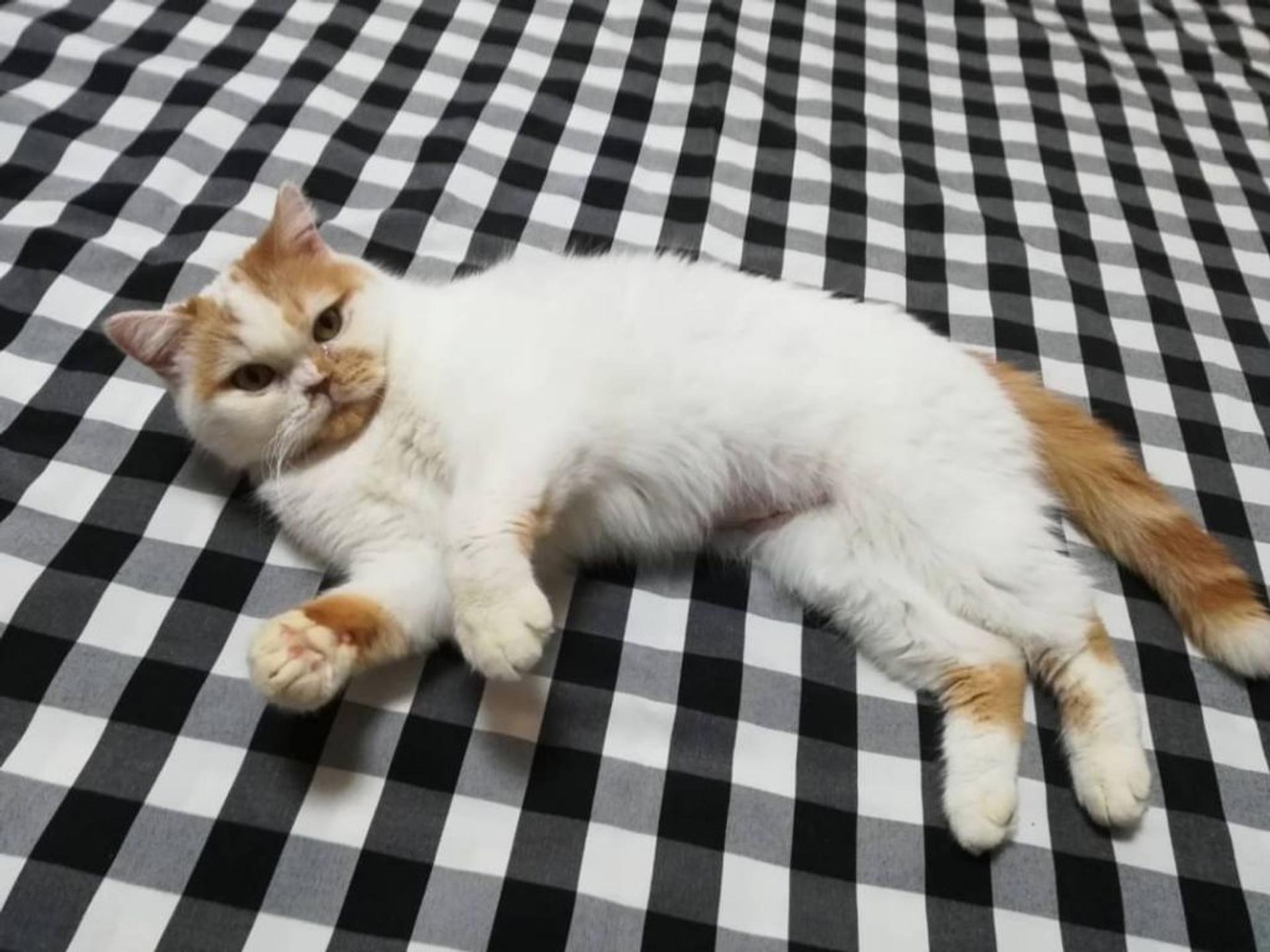 pet-image-9