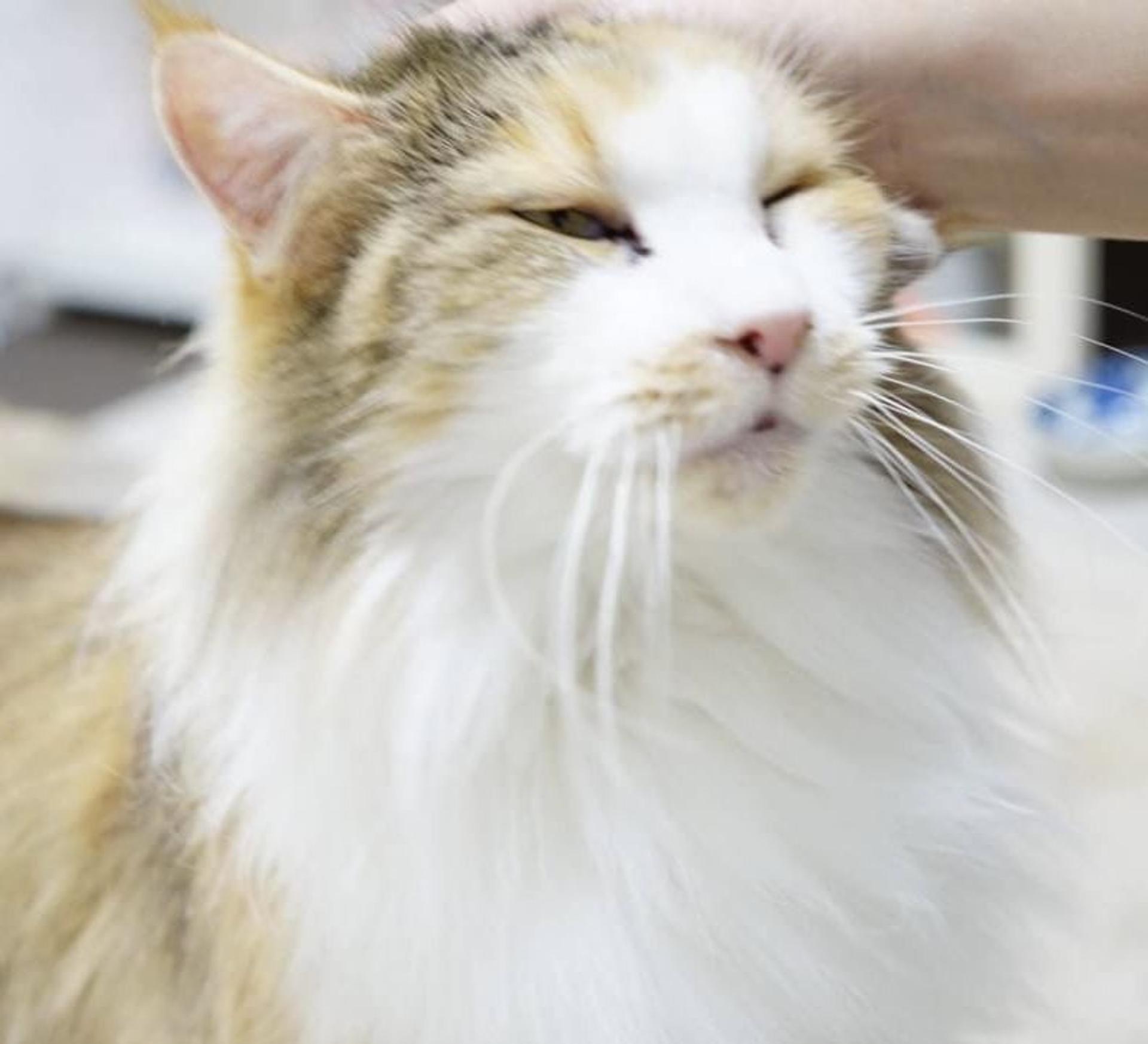 pet-image-3