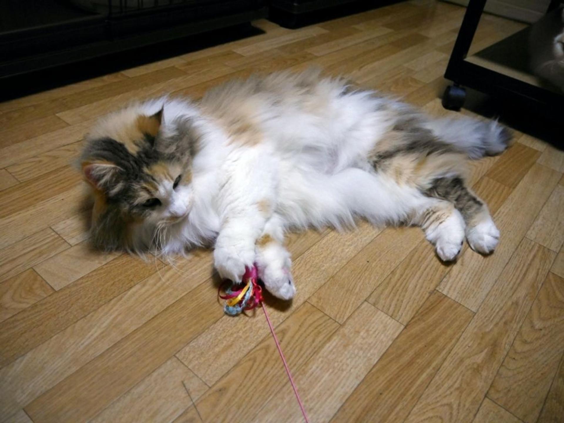 pet-image-5