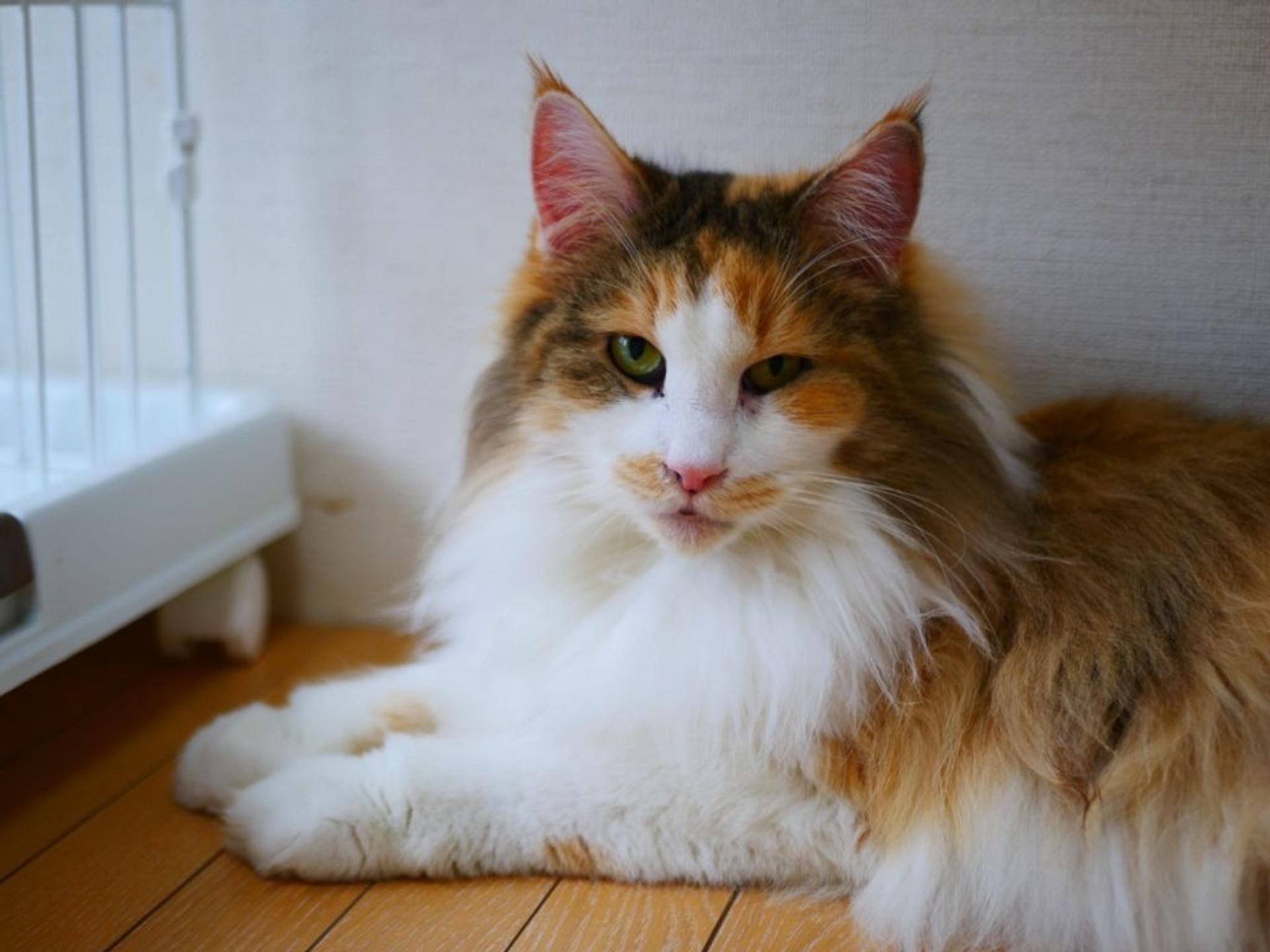 pet-image-7