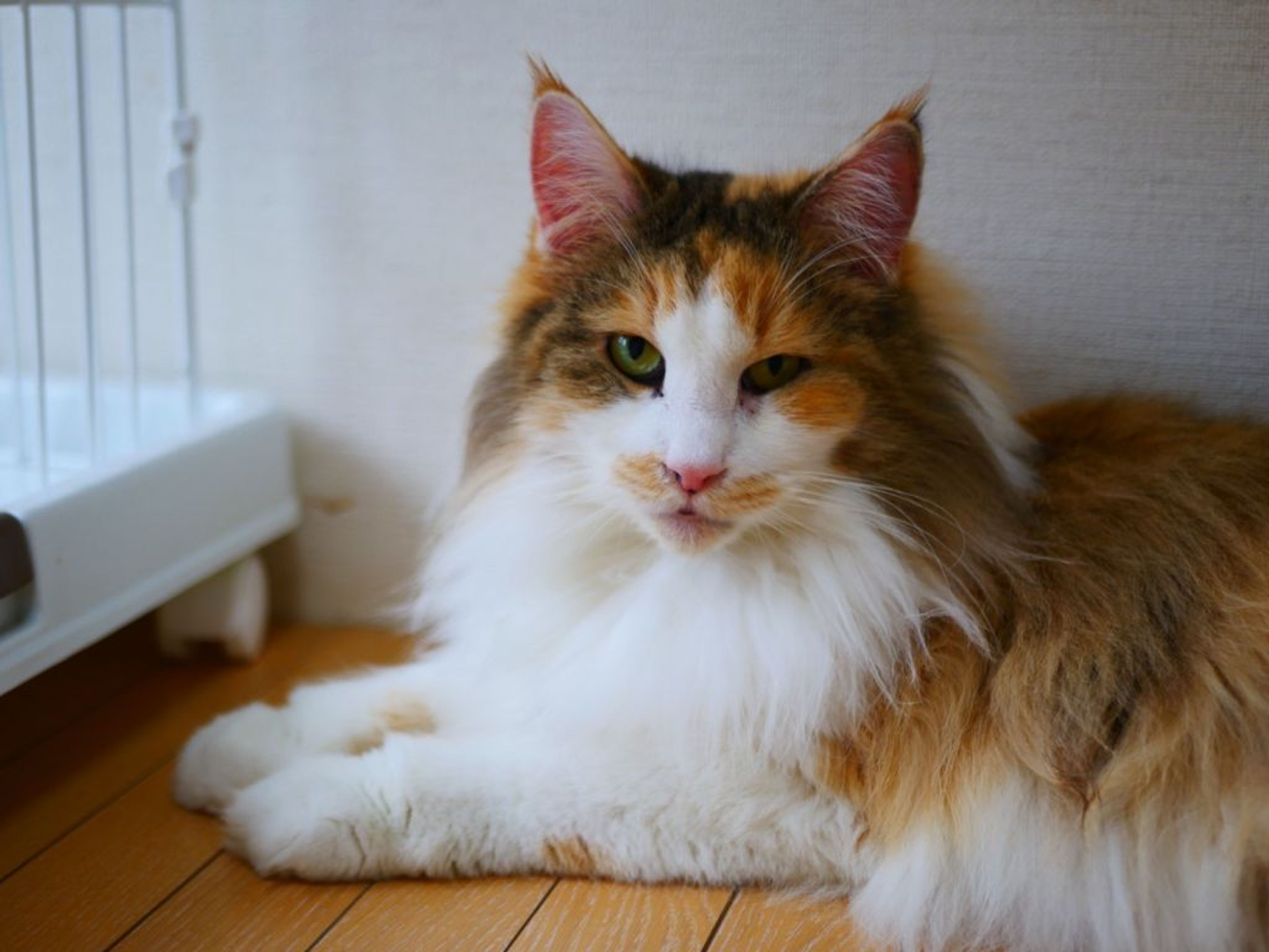 pet-image-7