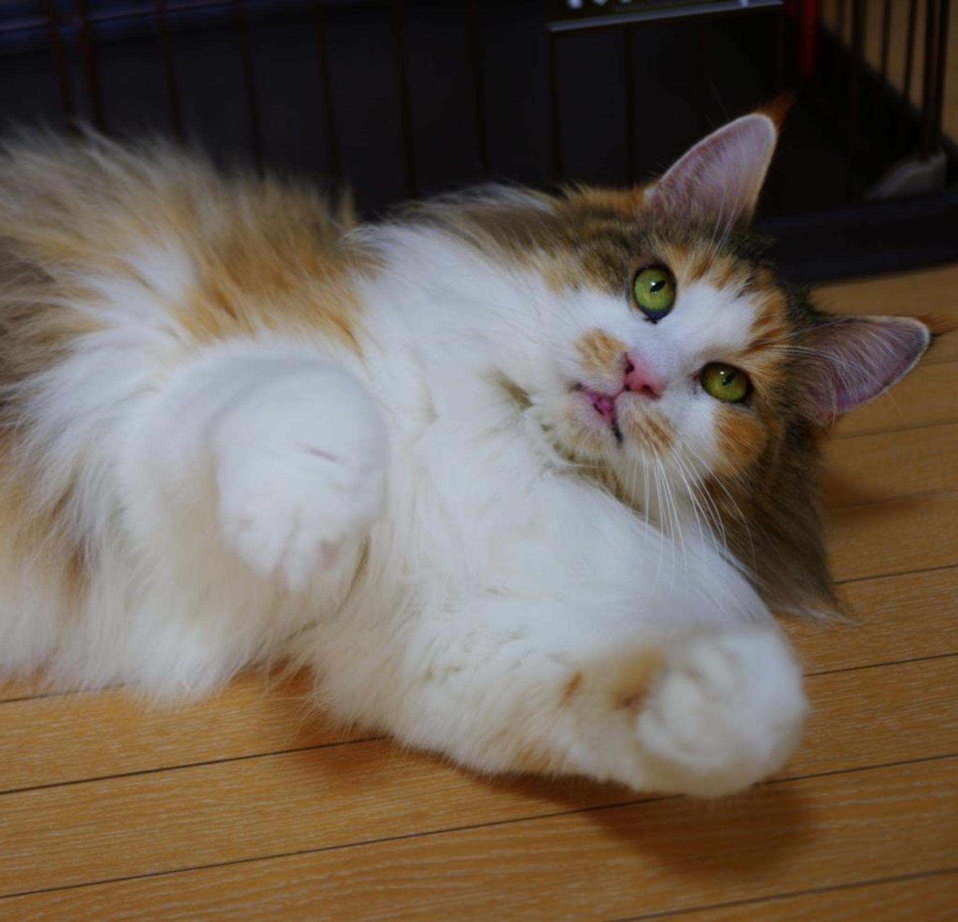 pet-image-10