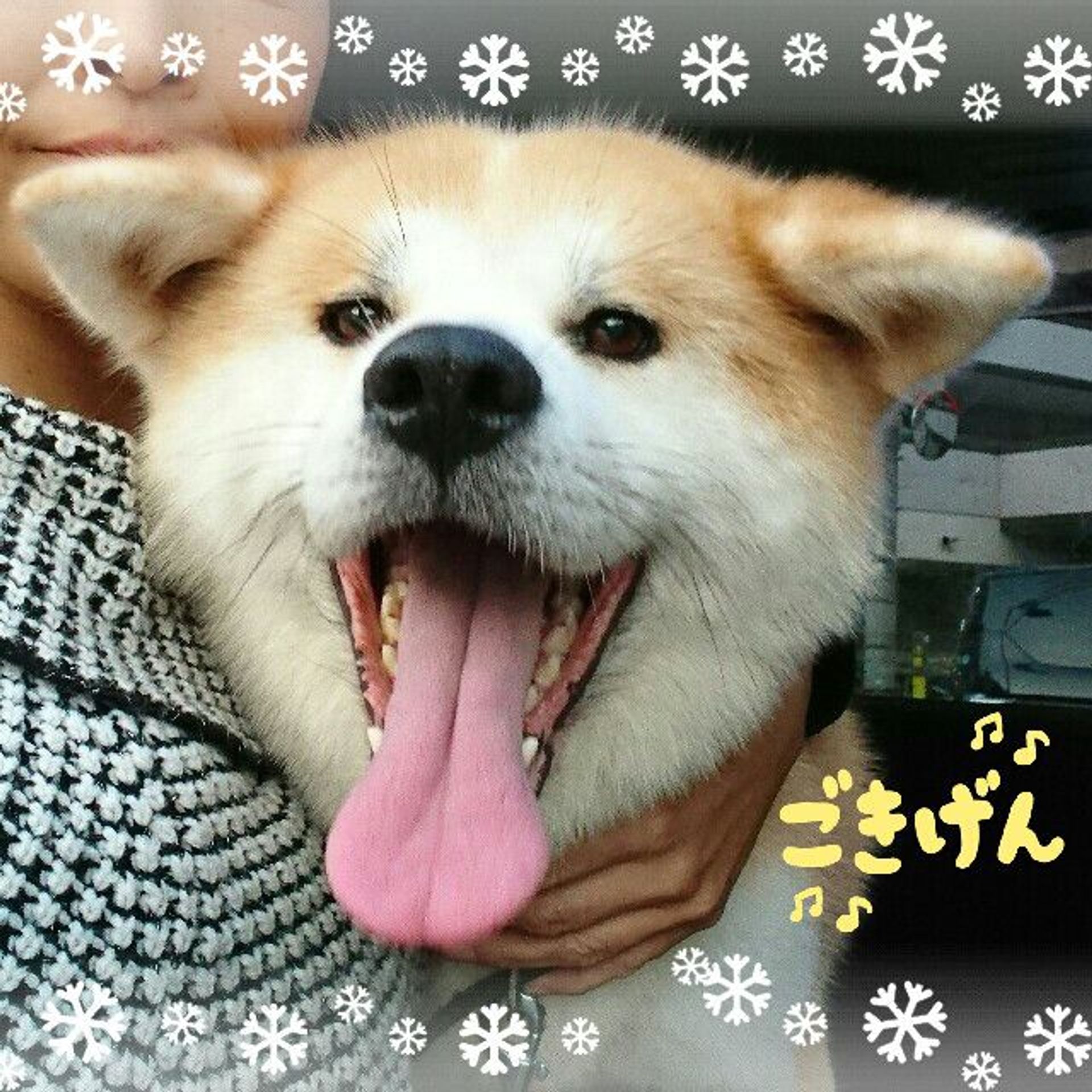 秋田犬・メスの里親募集の写真