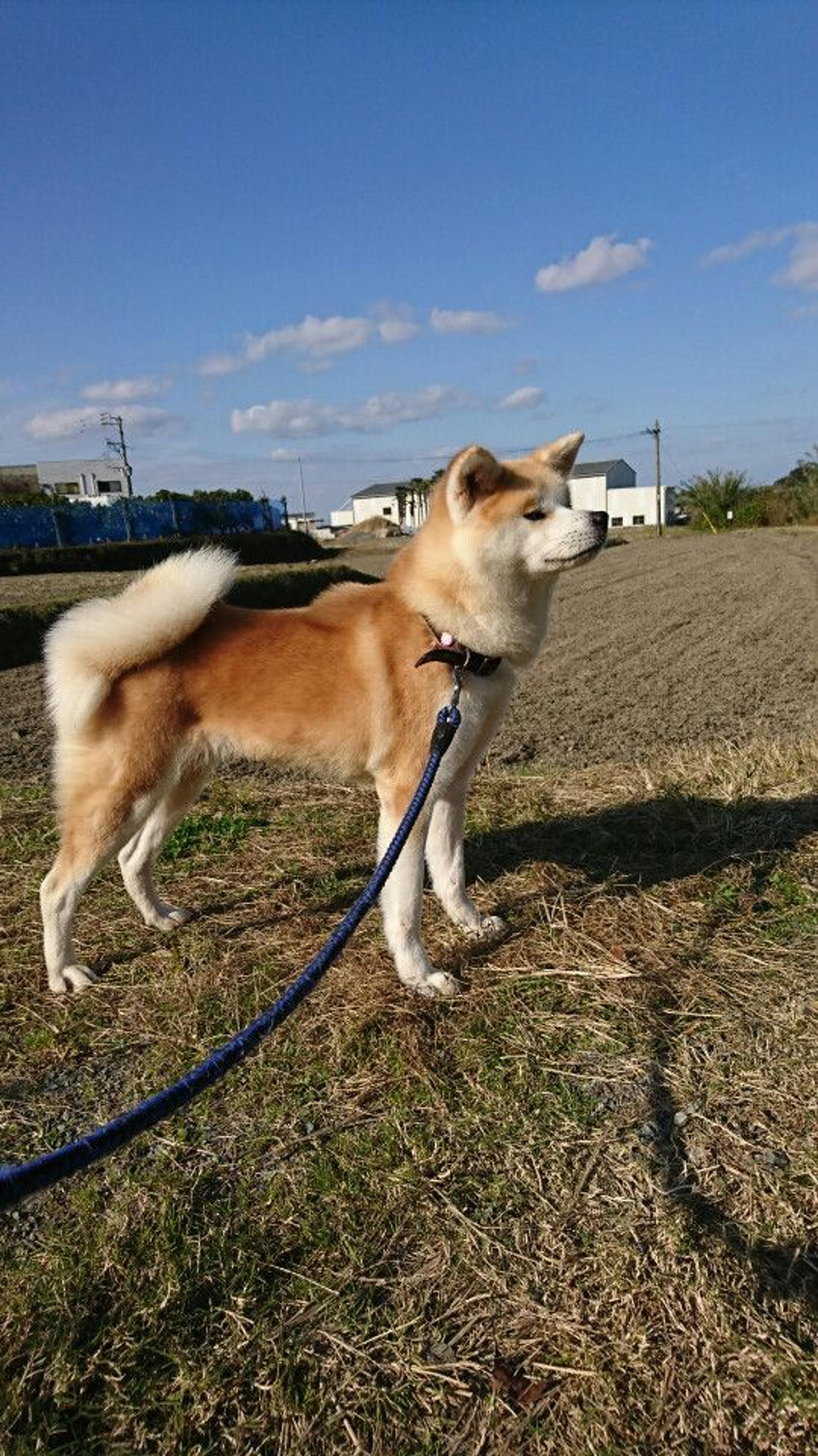 pet-image-2