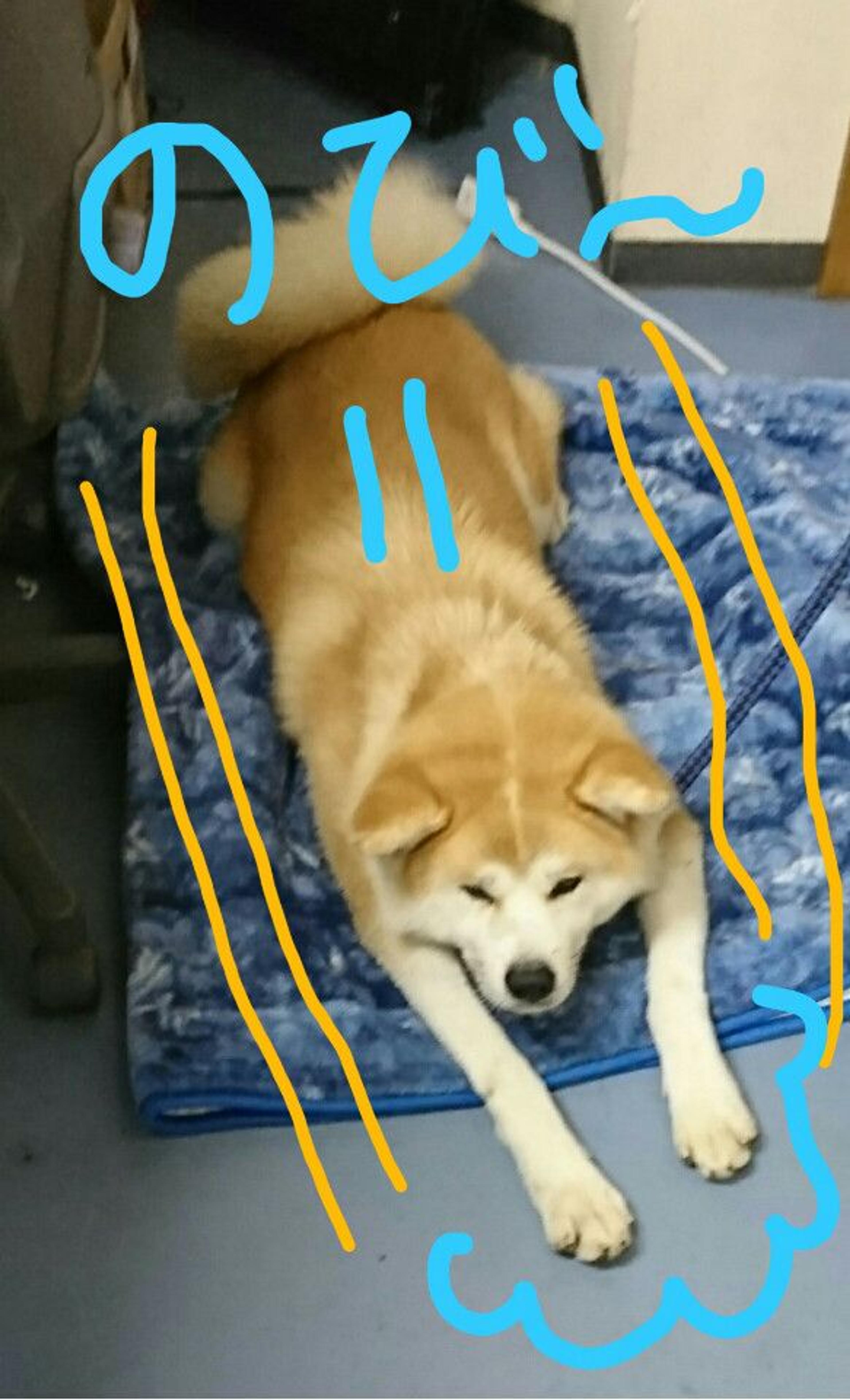 pet-image-3