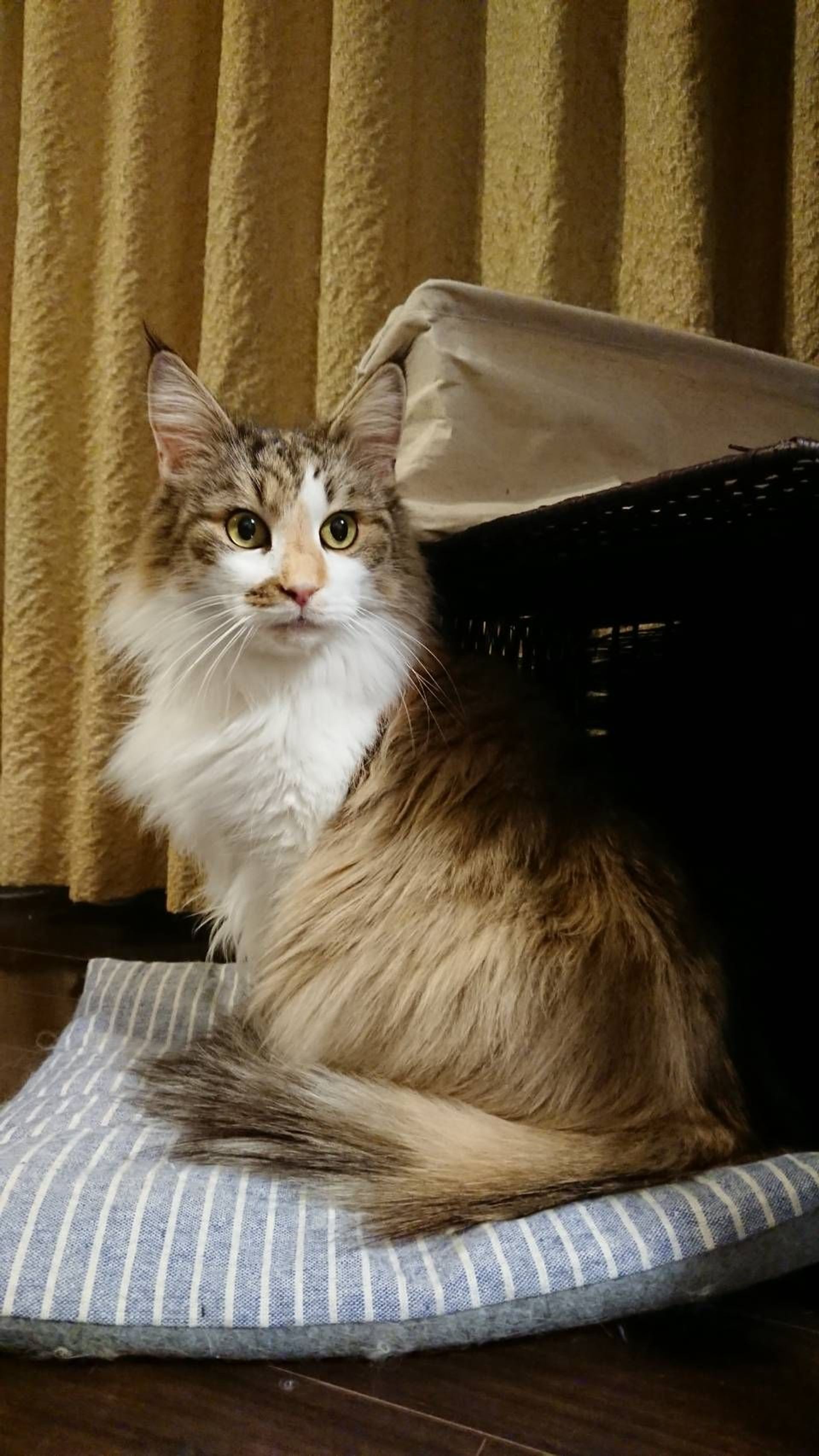 ノルウェージャンフォレストキャット・メスの里親募集の写真