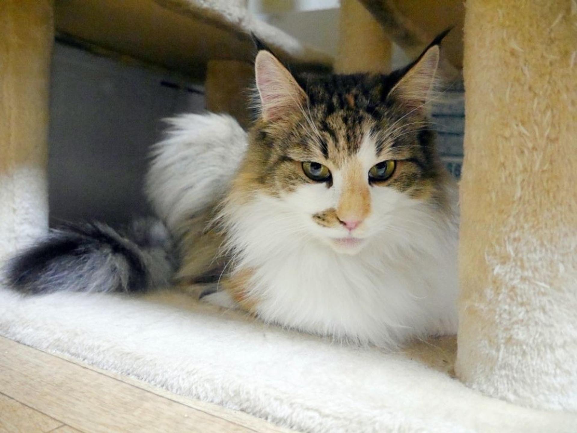 pet-image-7