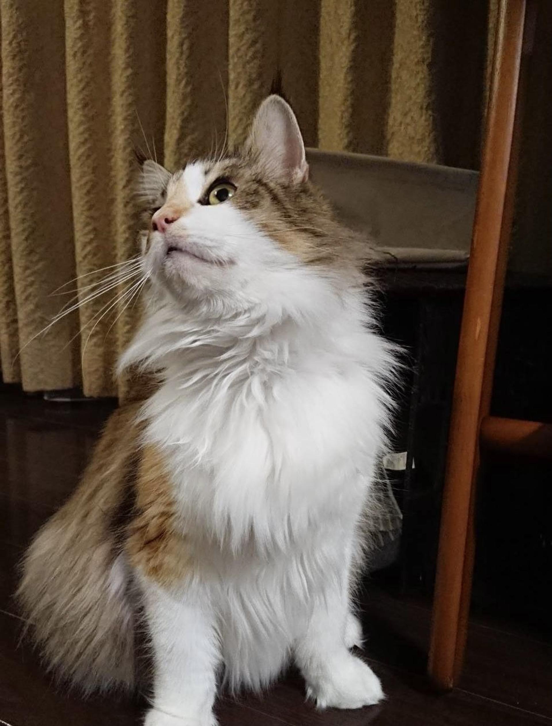pet-image-2