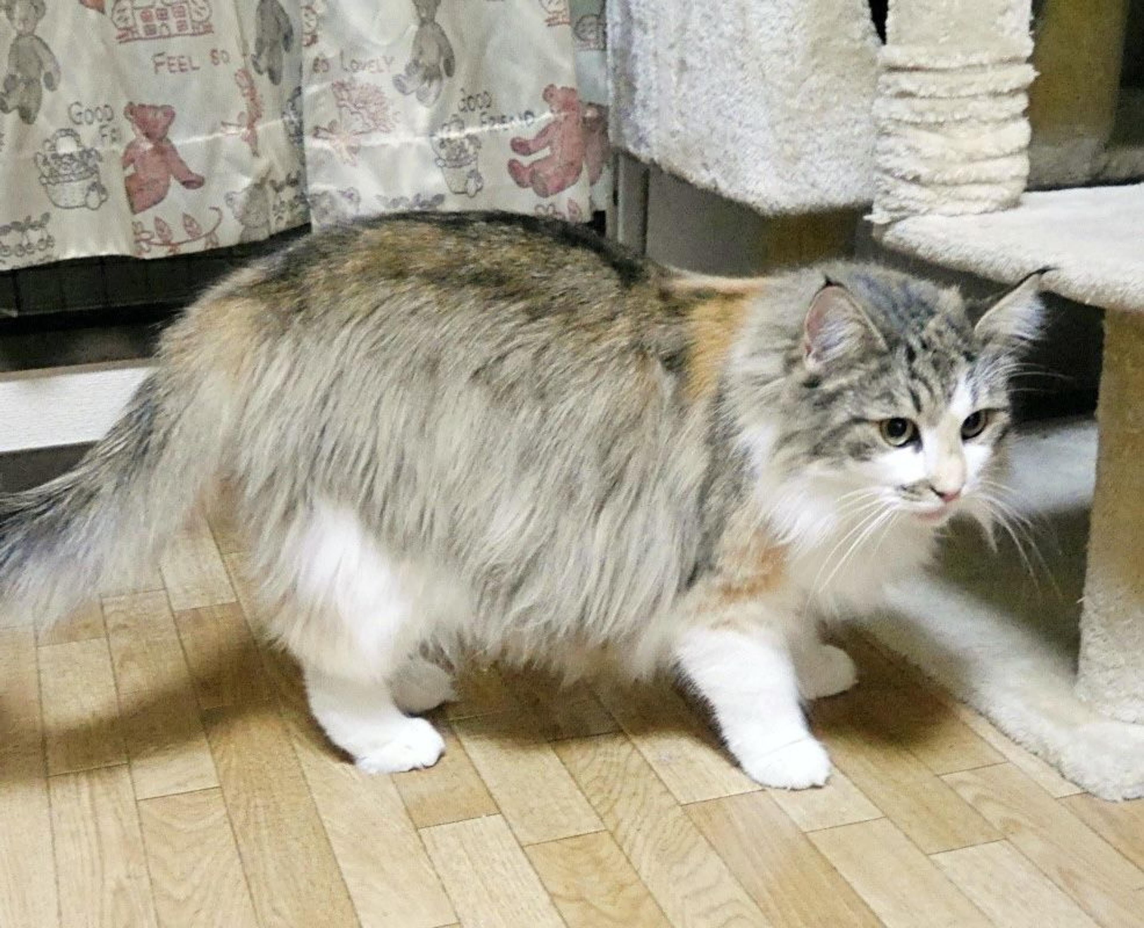 pet-image-3