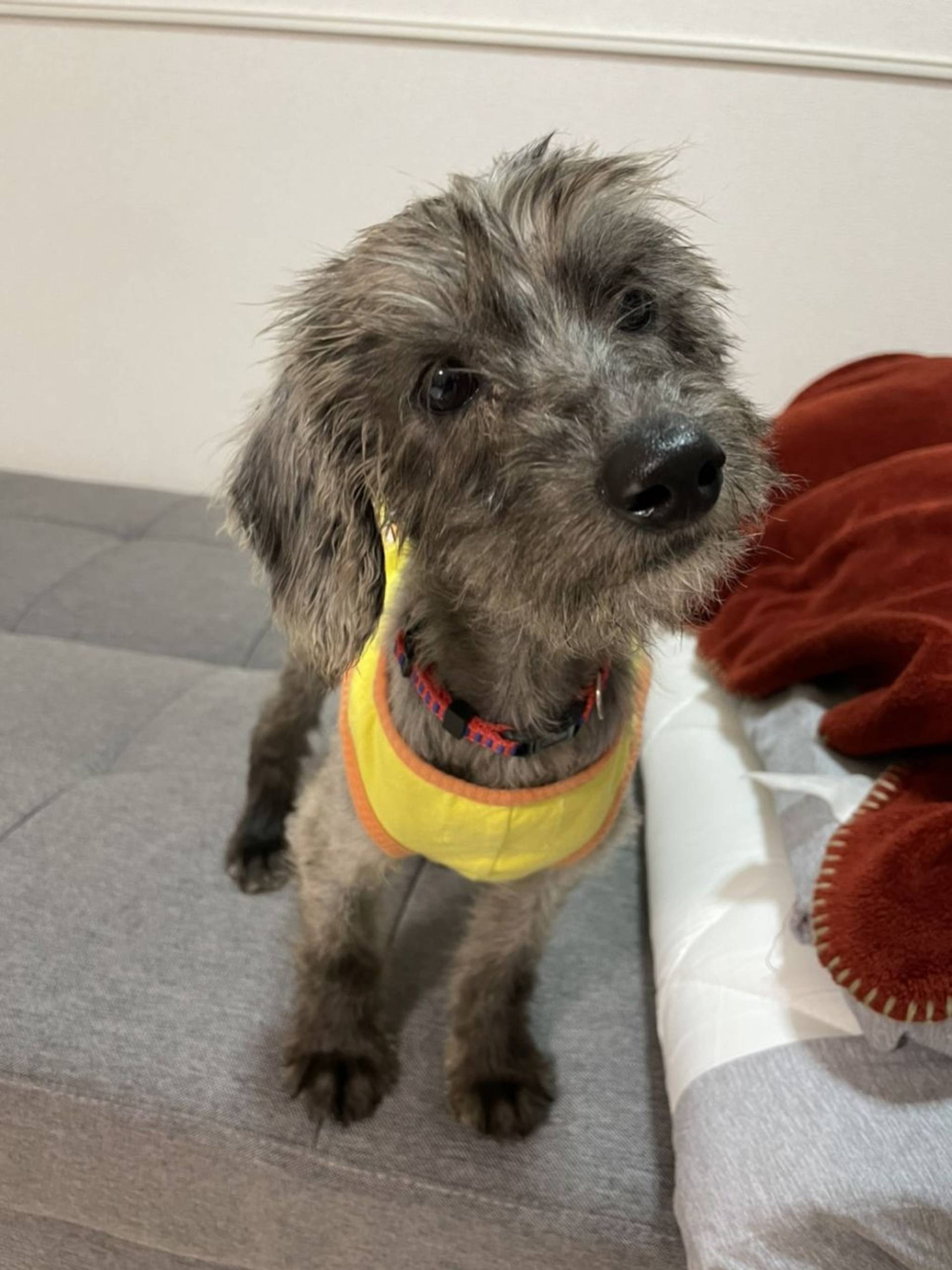 雑種（ミックス犬）・メスの里親募集の写真