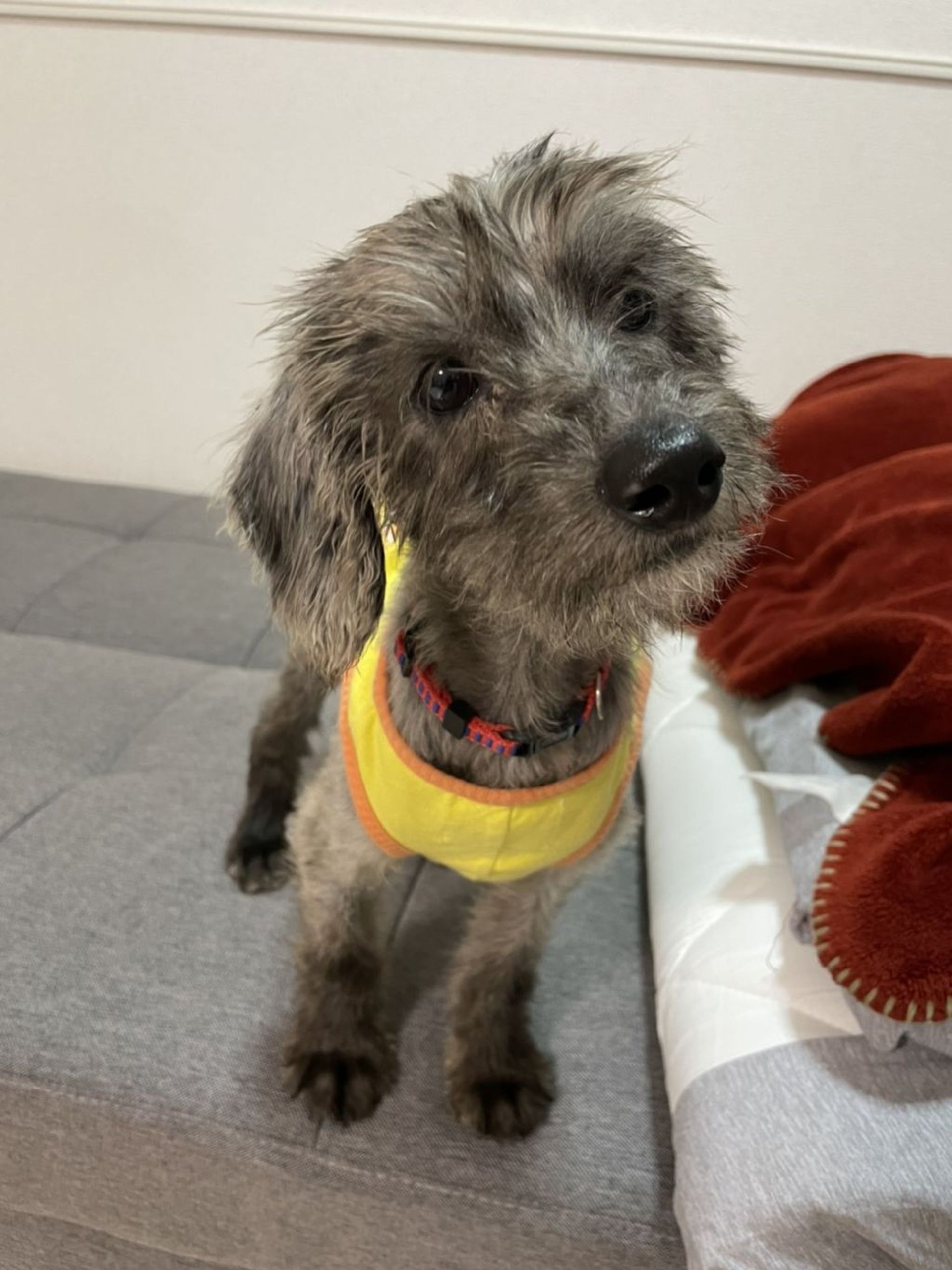 雑種（ミックス犬）・メスの里親募集の写真