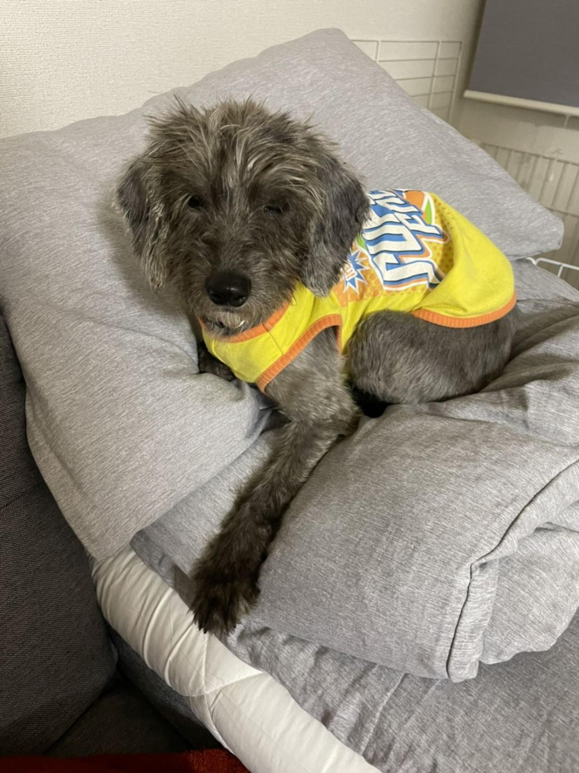 pet-image-2