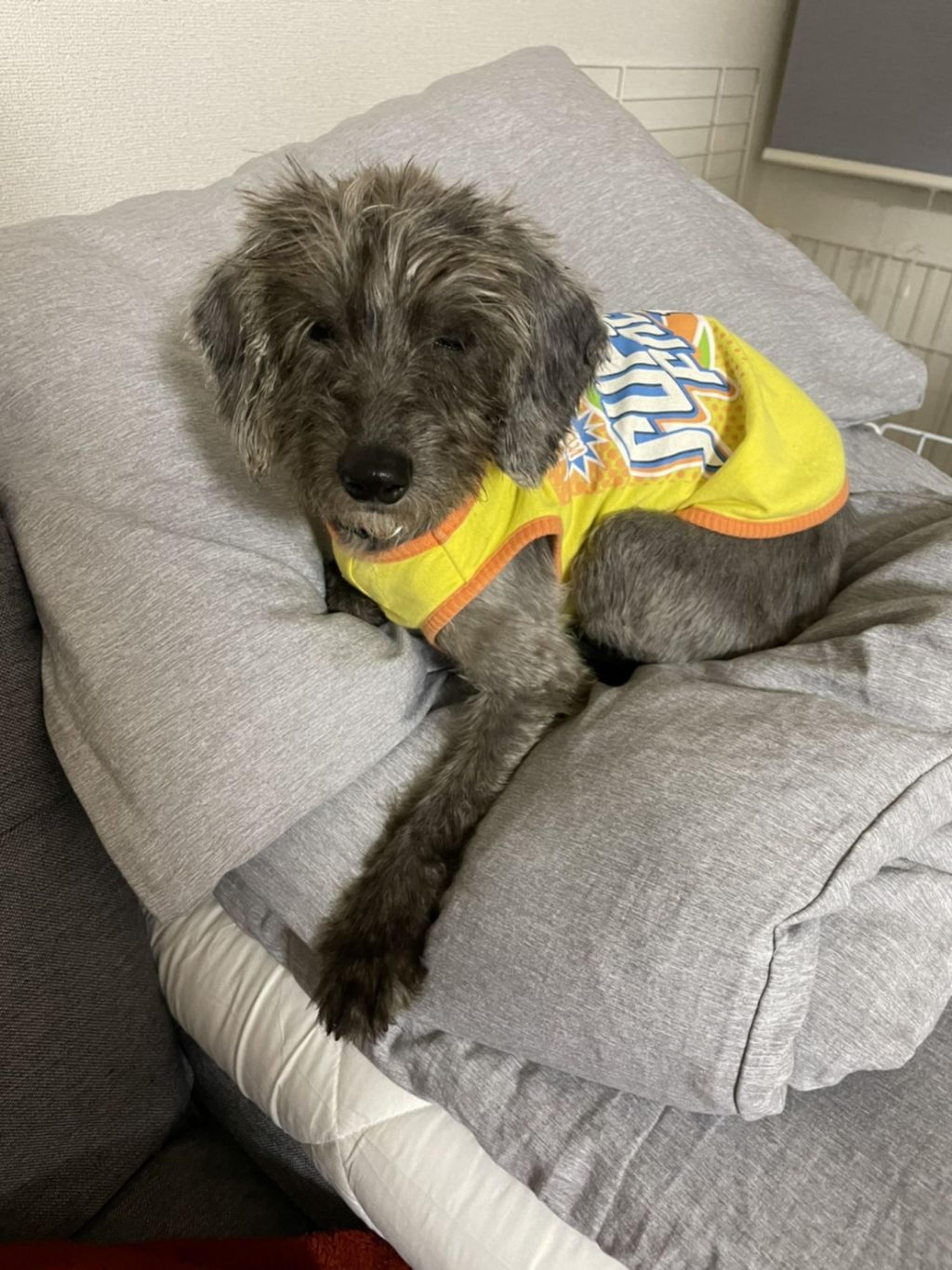 pet-image-2