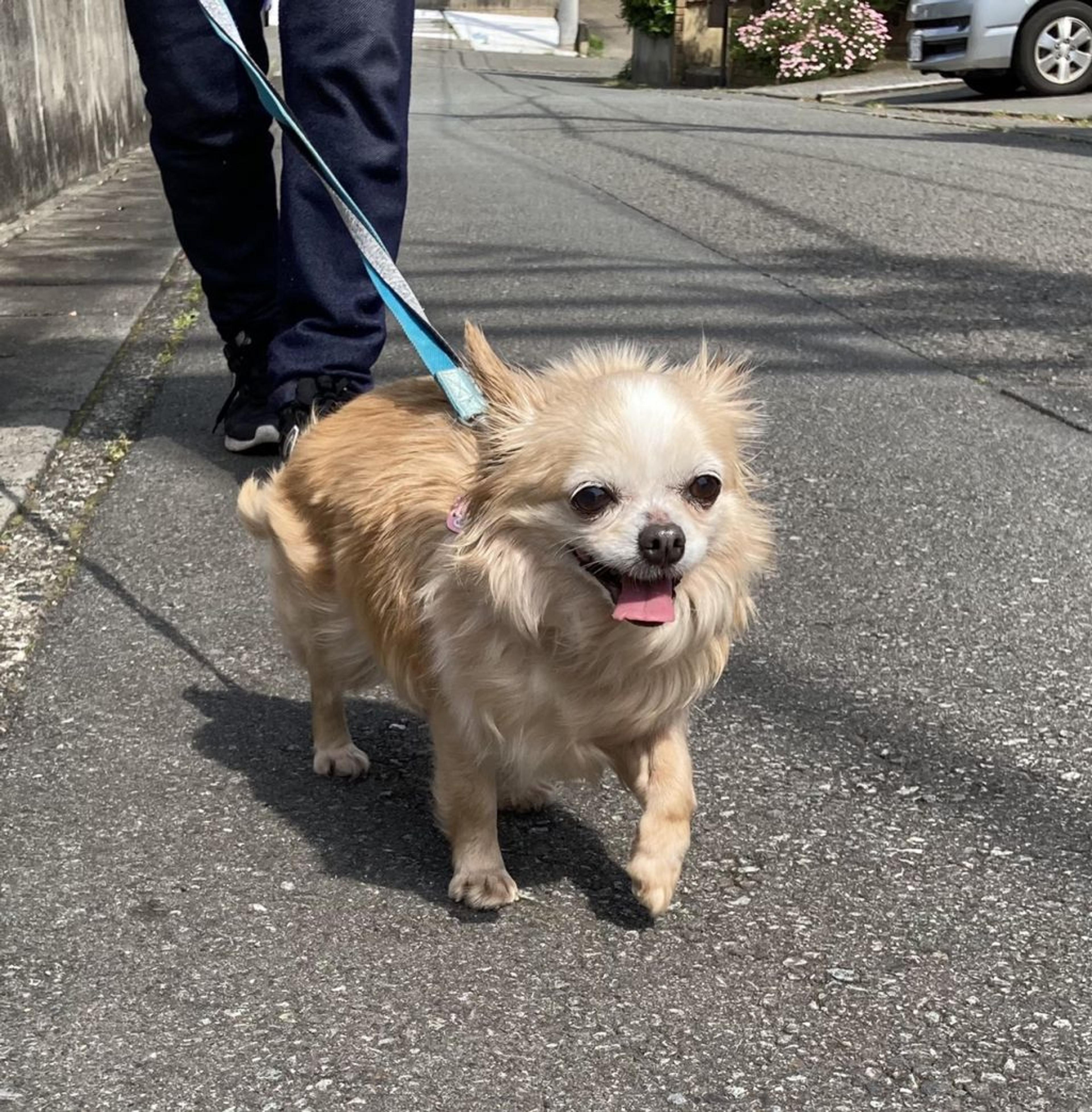 pet-image-3