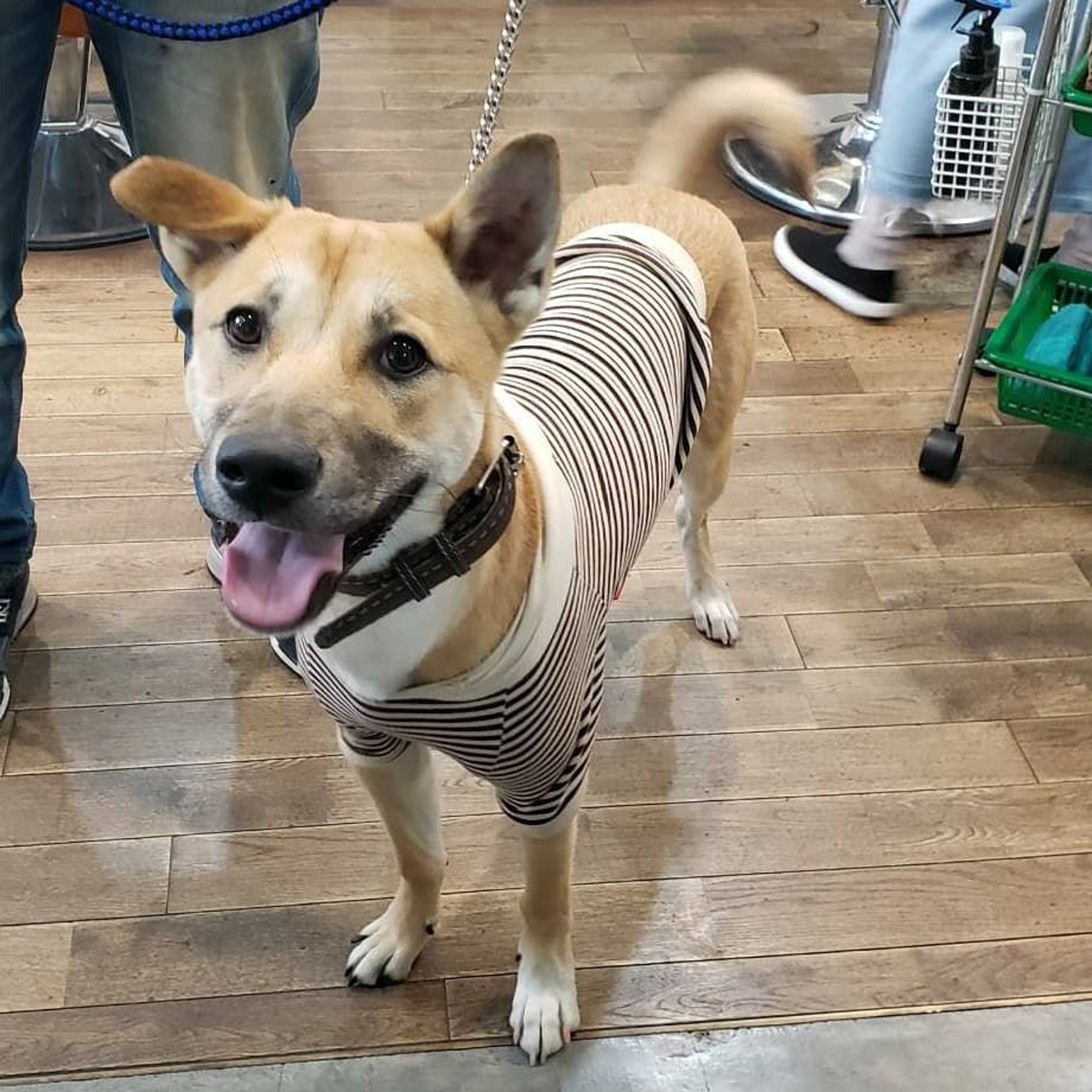 雑種（ミックス犬）・オスの里親募集の写真