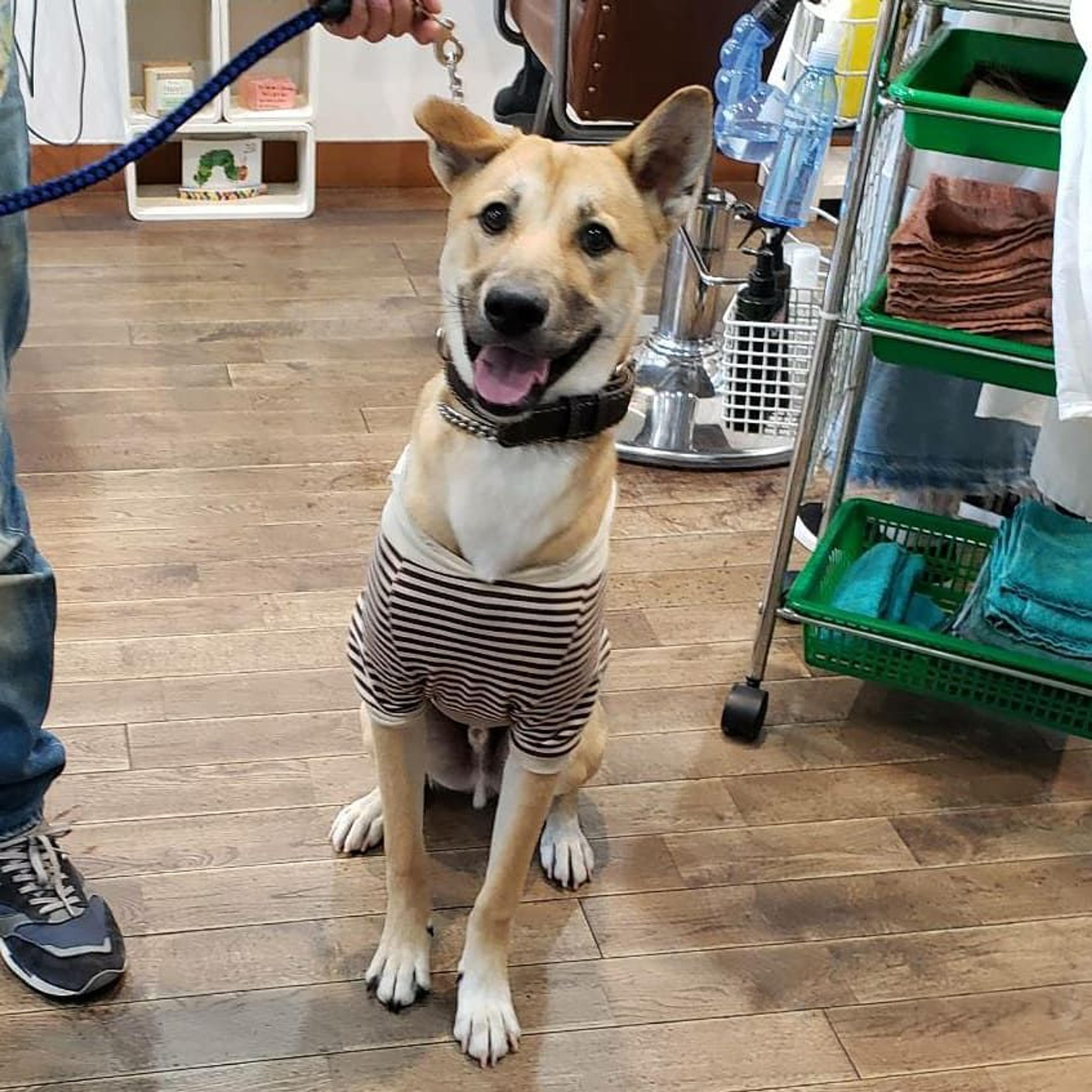 pet-image-3