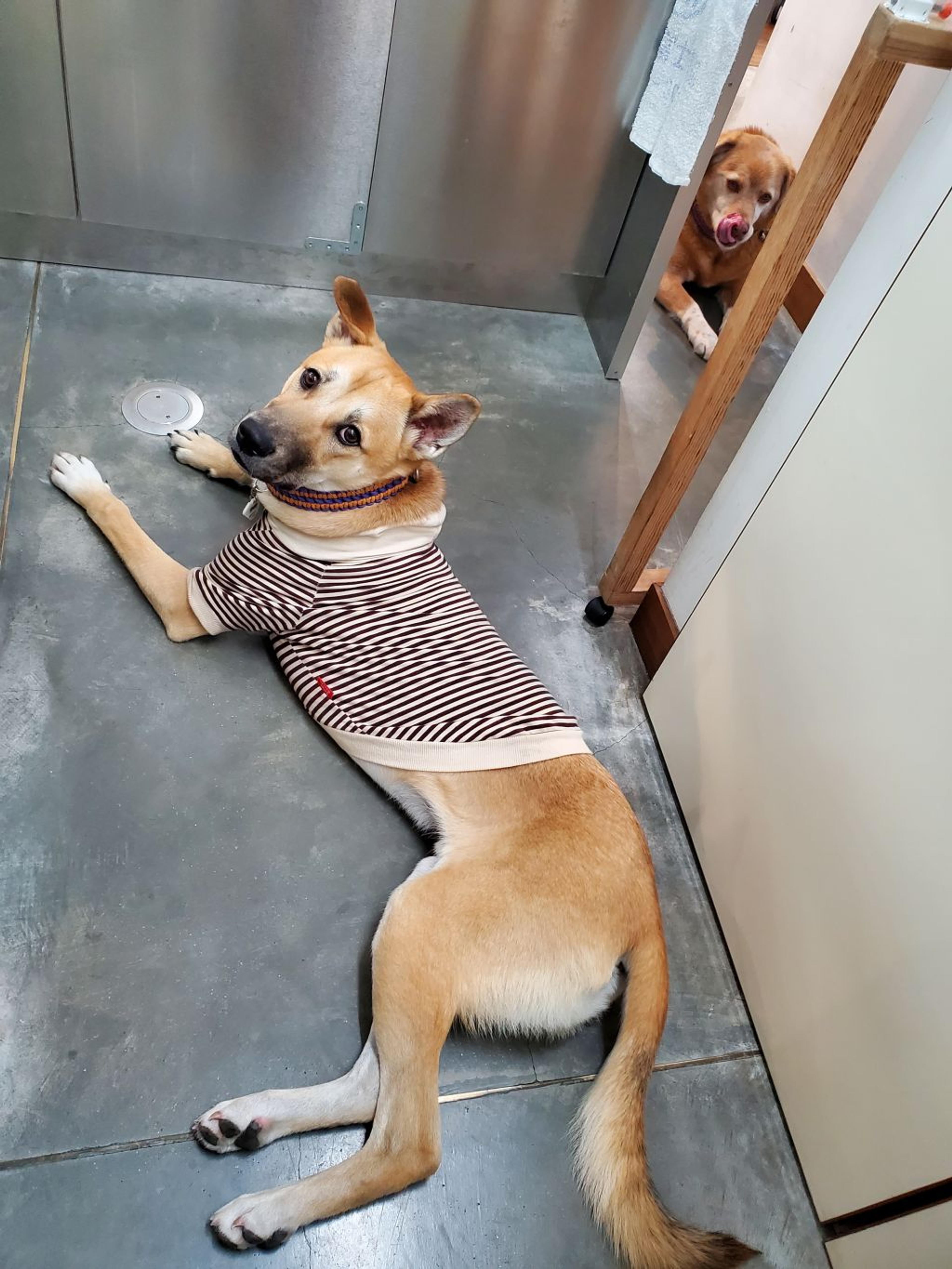pet-image-2