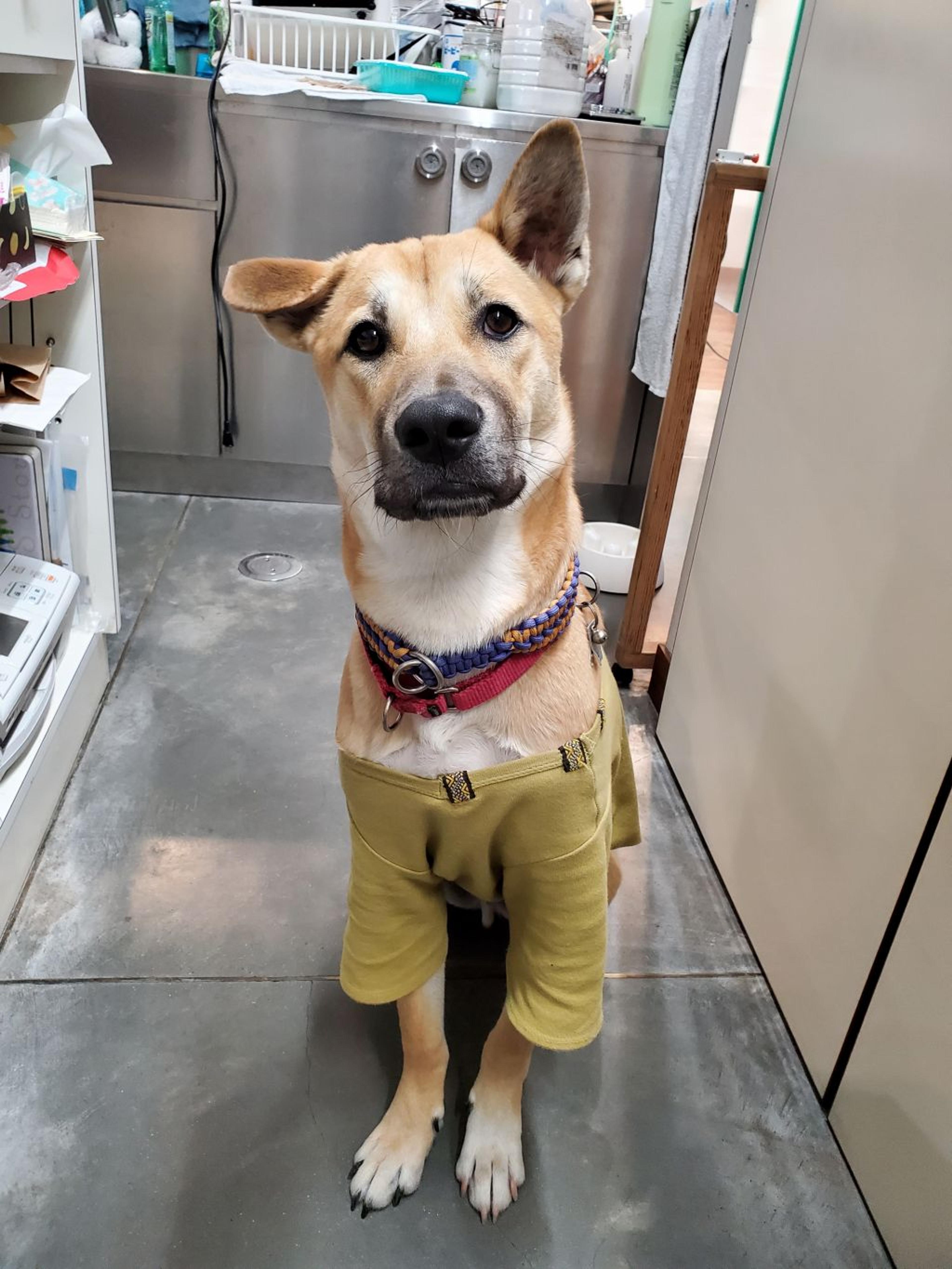 pet-image-4