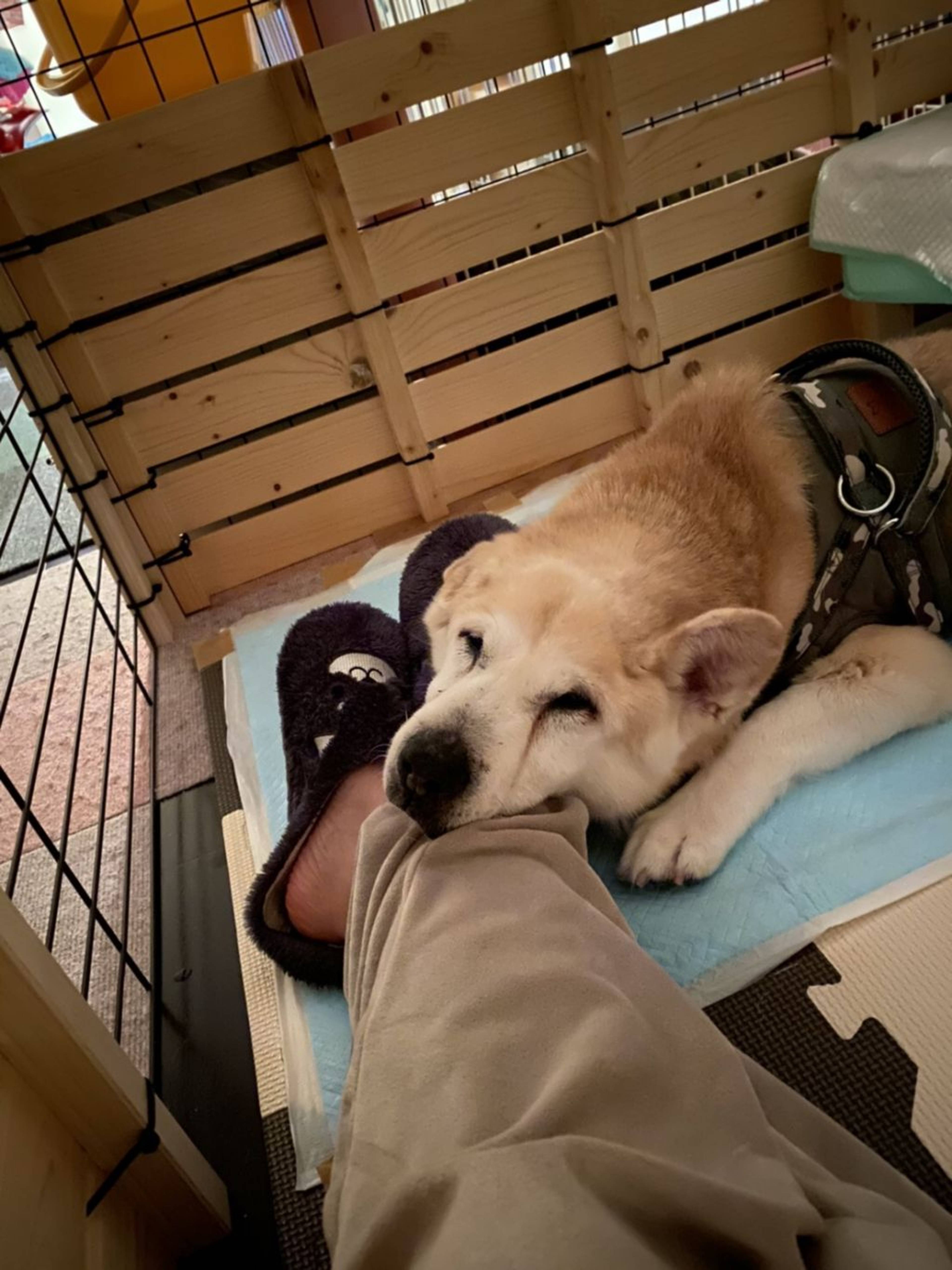 雑種（ミックス犬）・オスの里親募集の写真