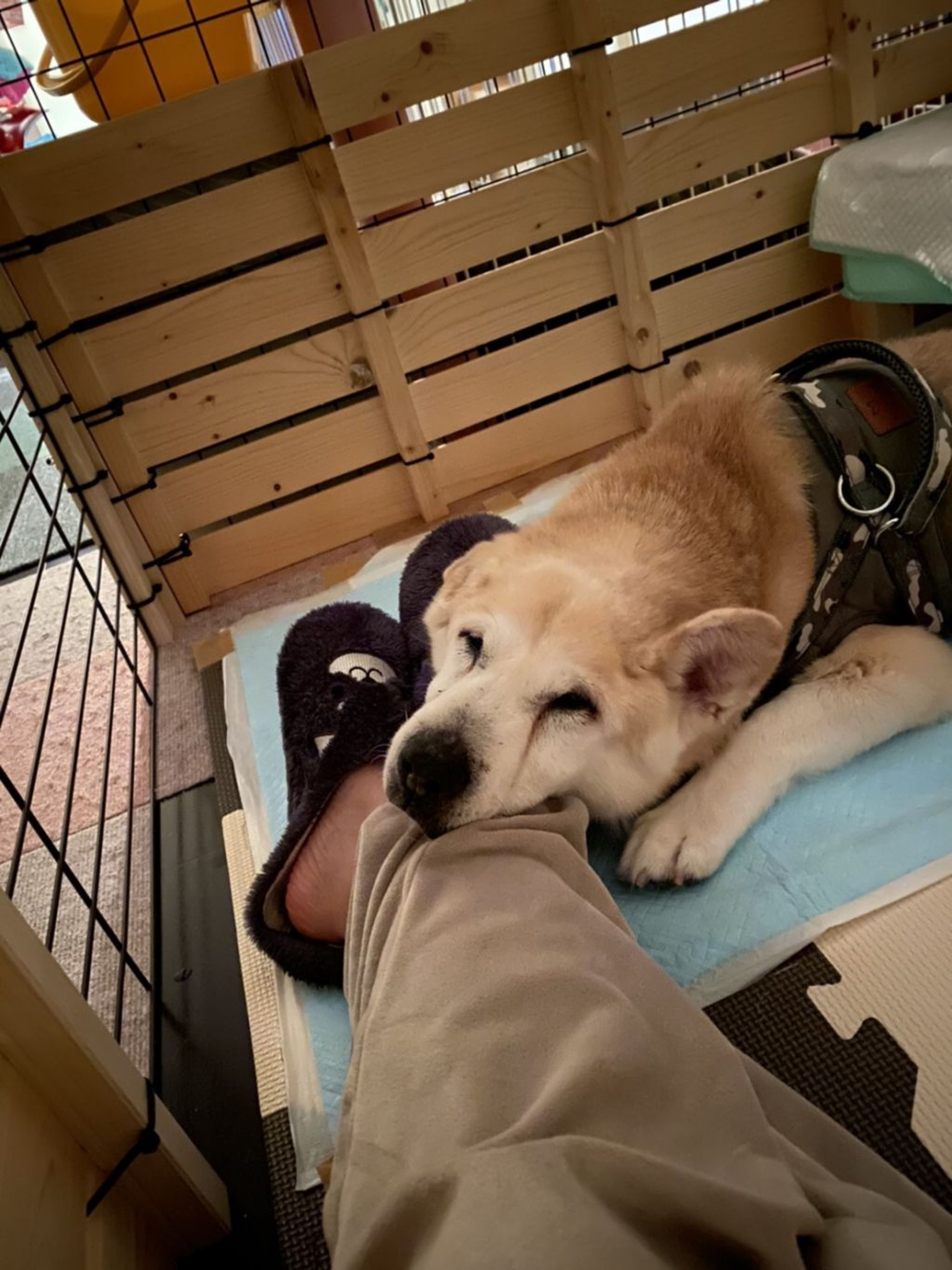 雑種（ミックス犬）・オスの里親募集の写真