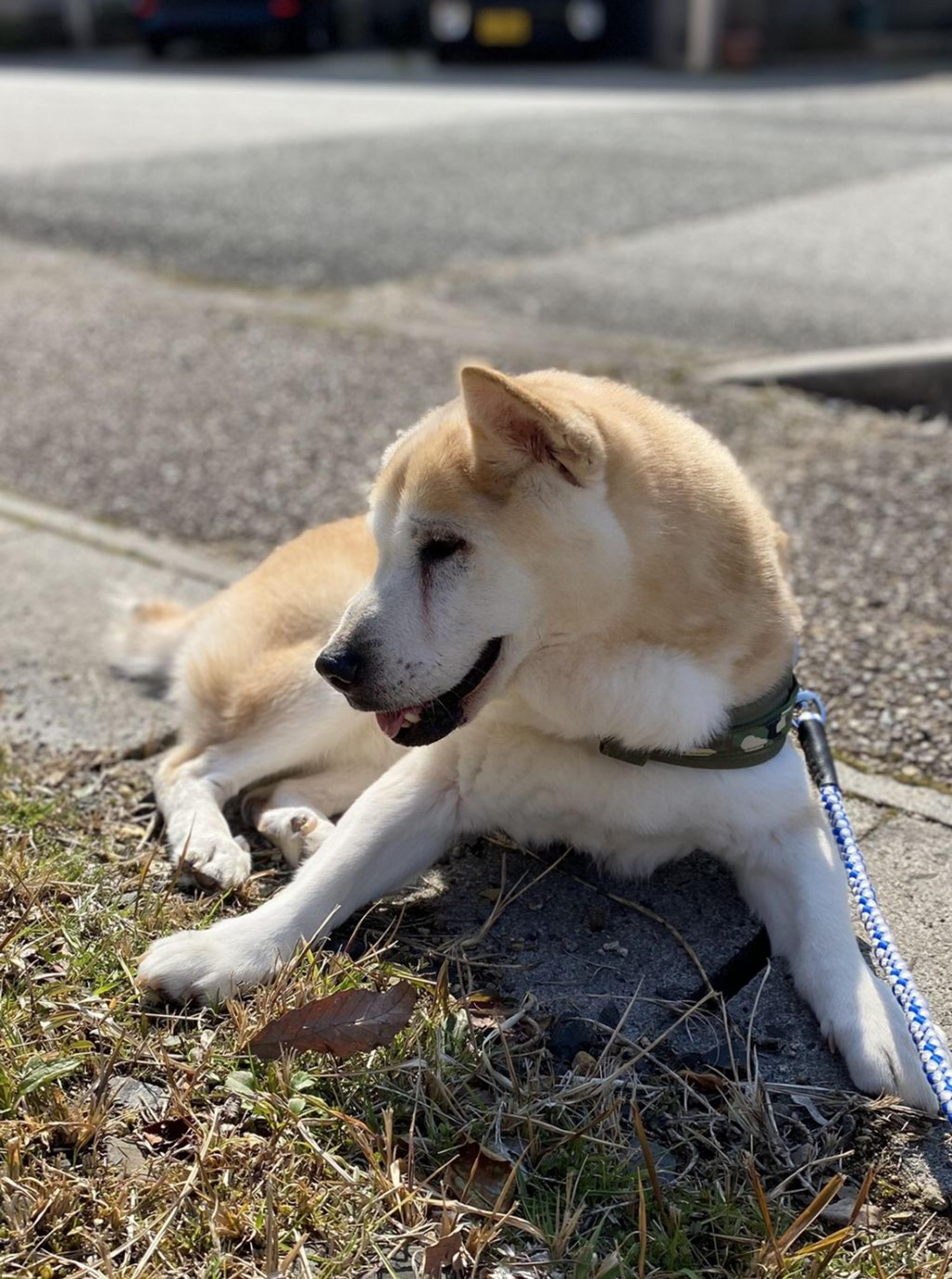 pet-image-2
