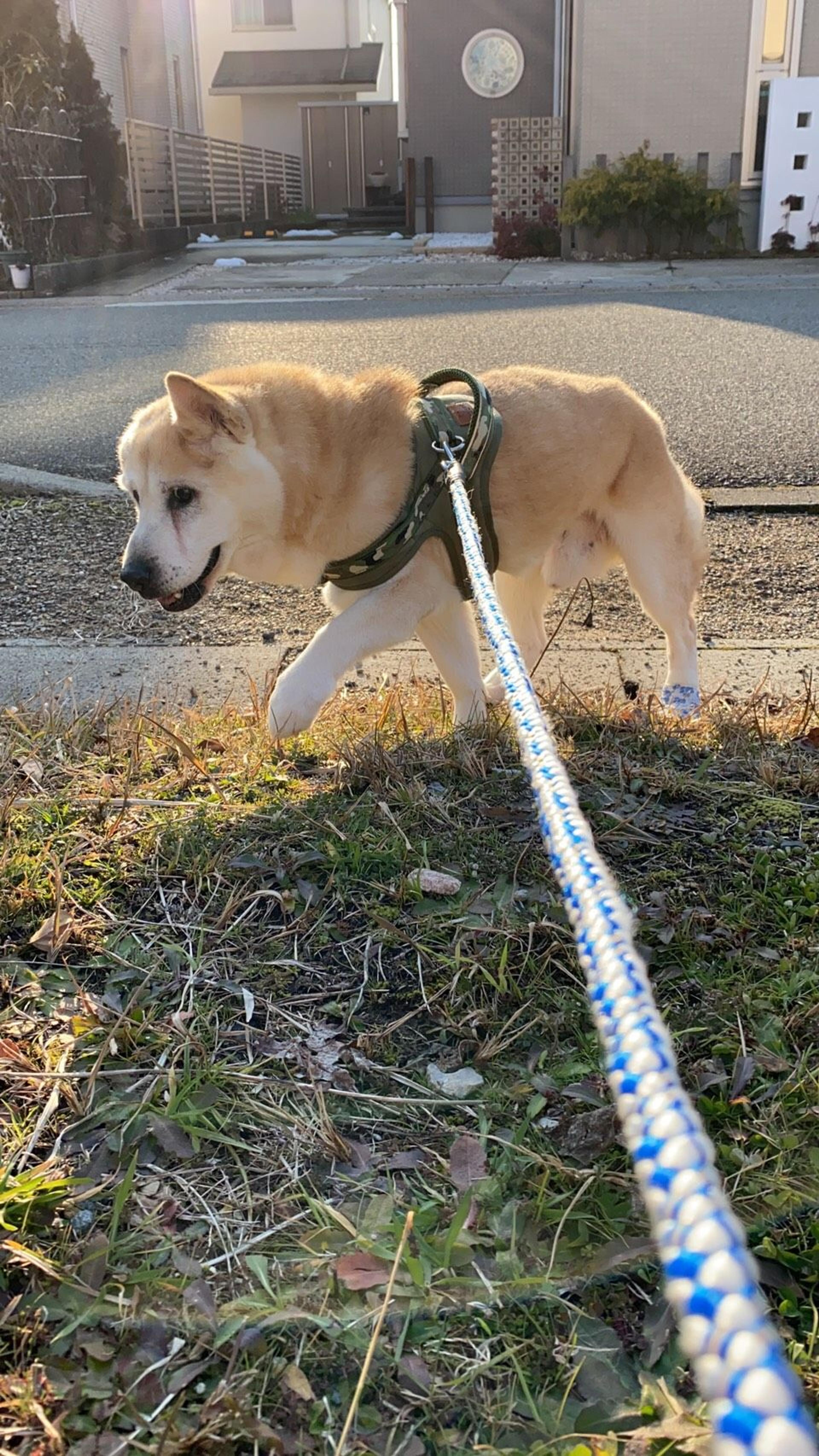 pet-image-3