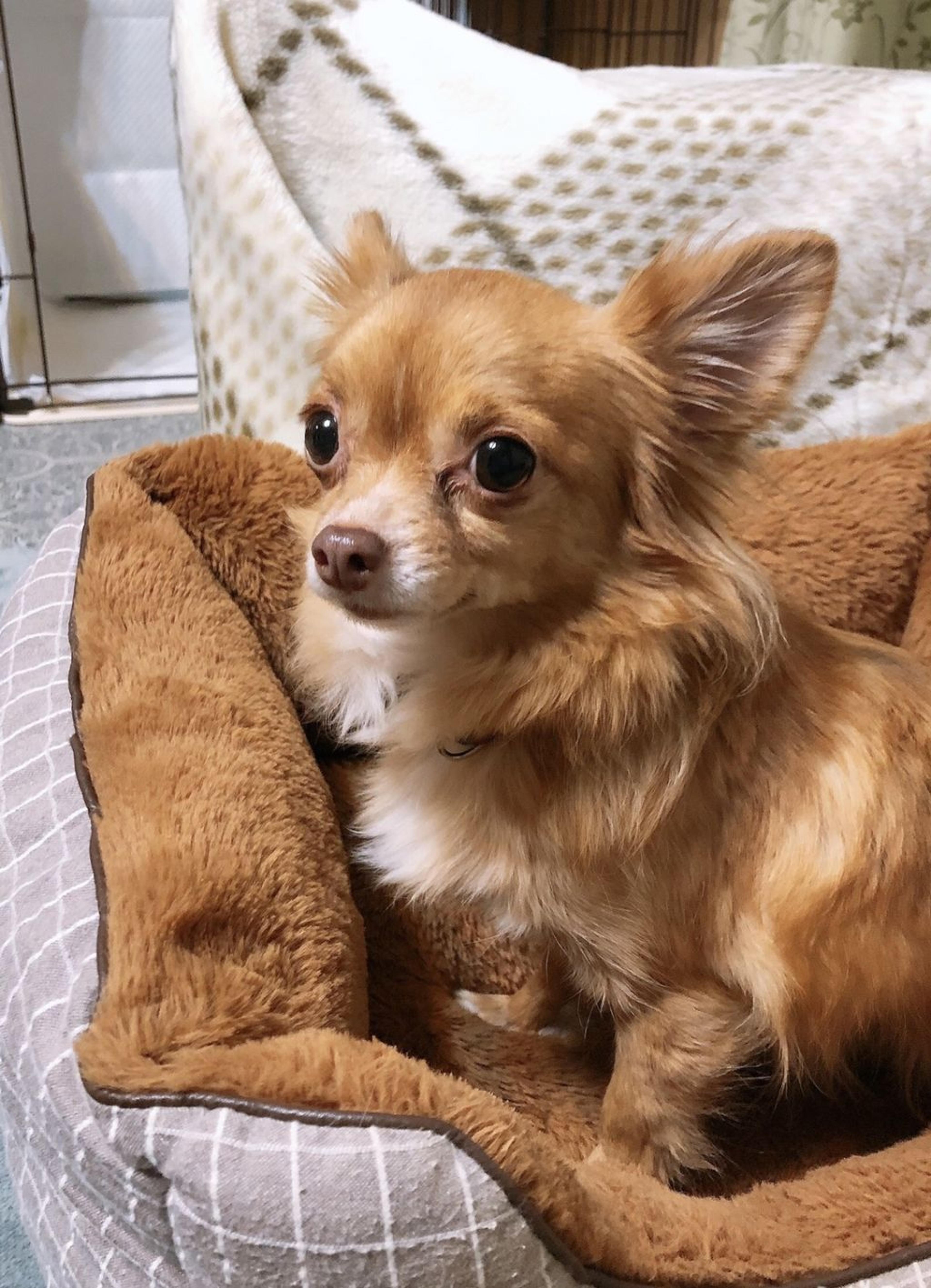 pet-image-2