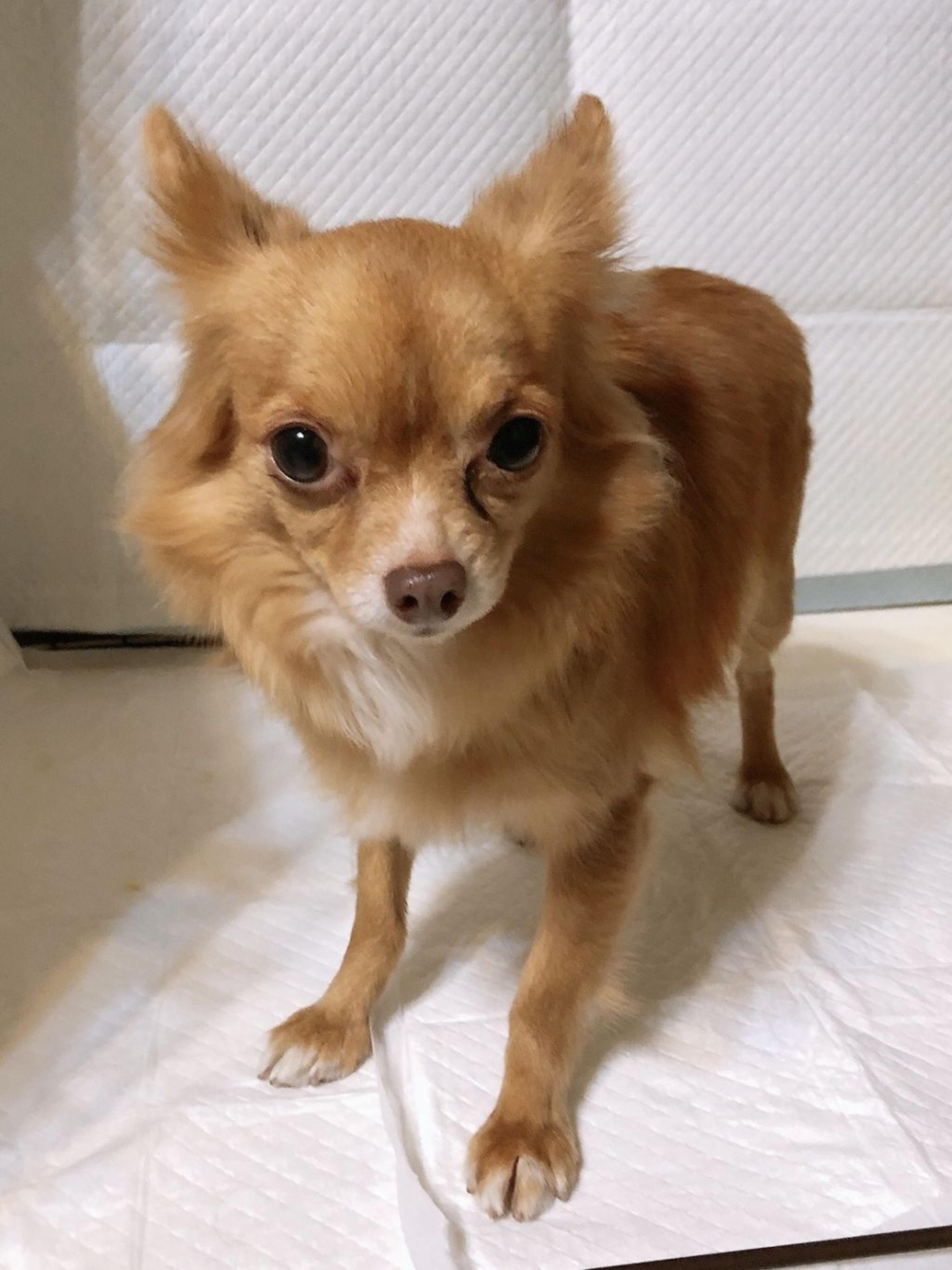 pet-image-3