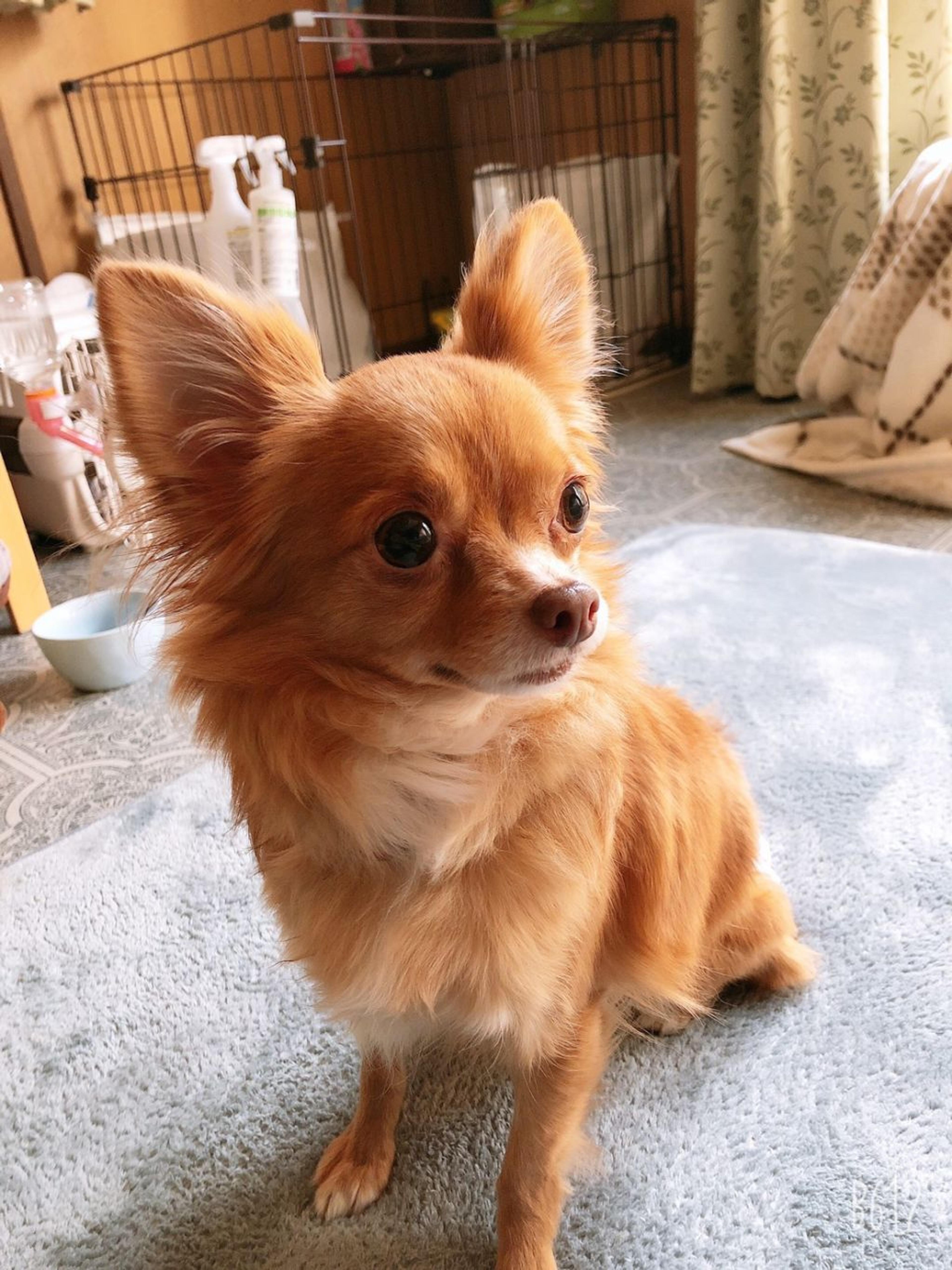 pet-image-4