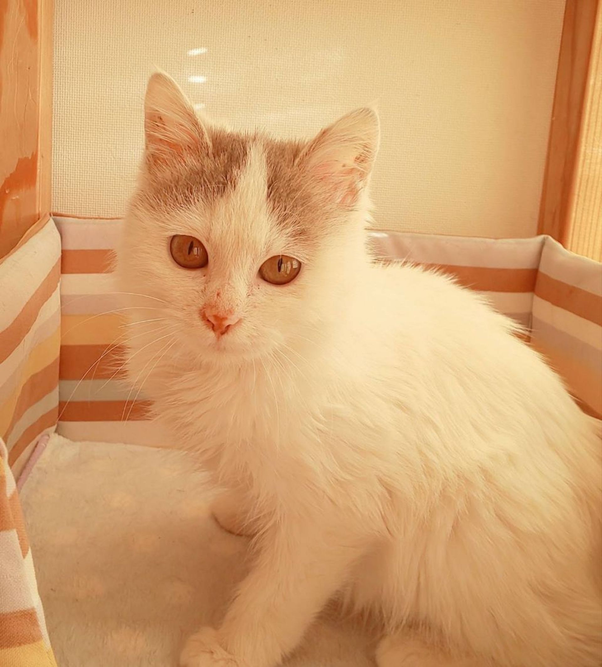 雑種（ミックス猫）・メスの里親募集の写真