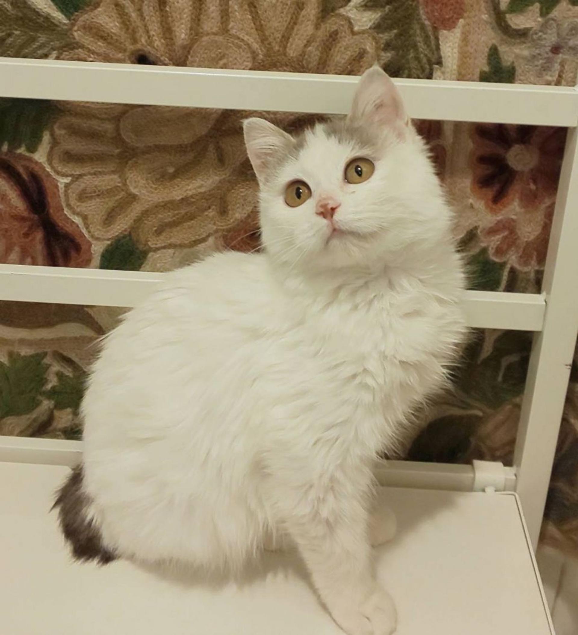 pet-image-5