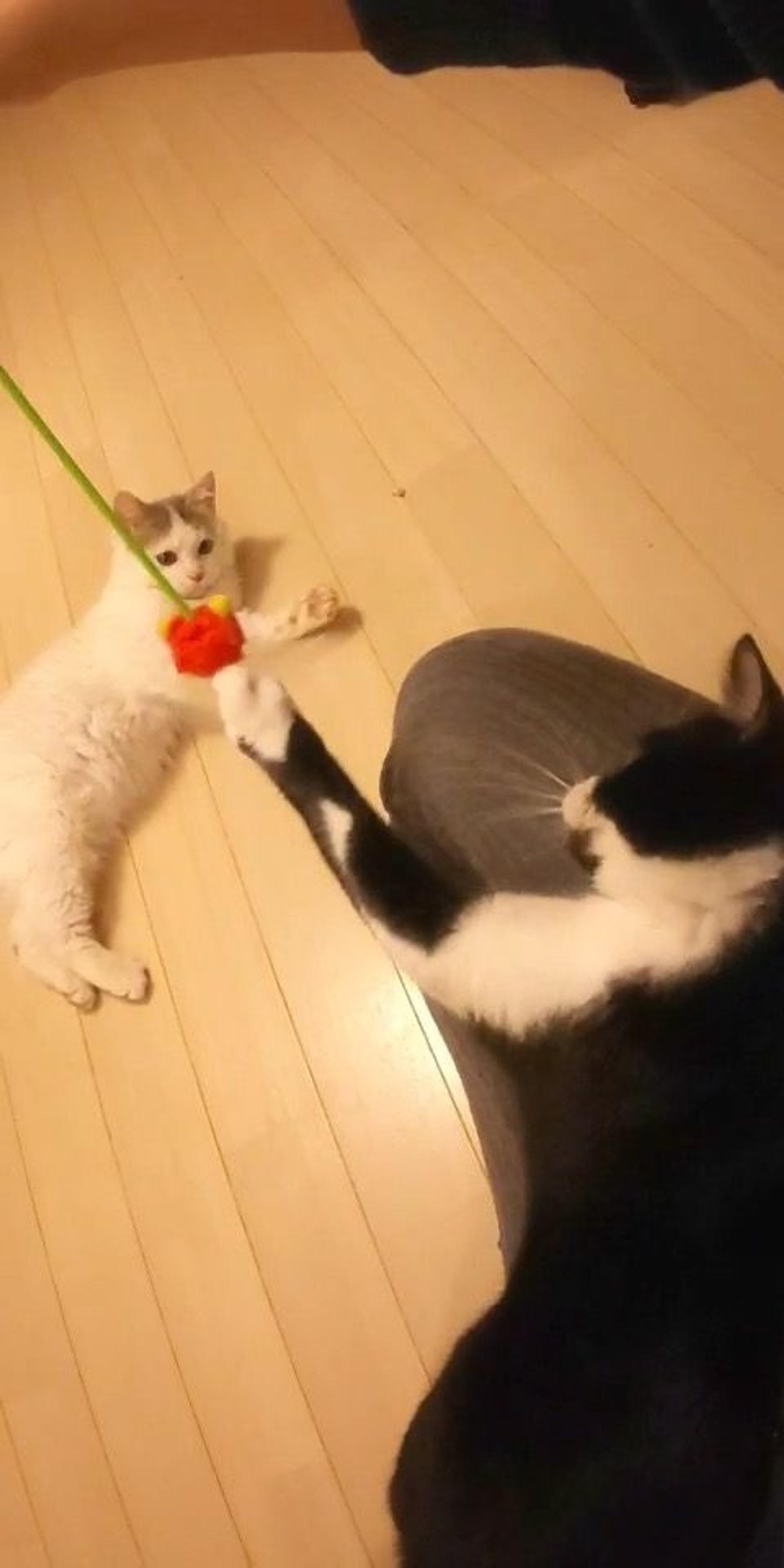 pet-image-6