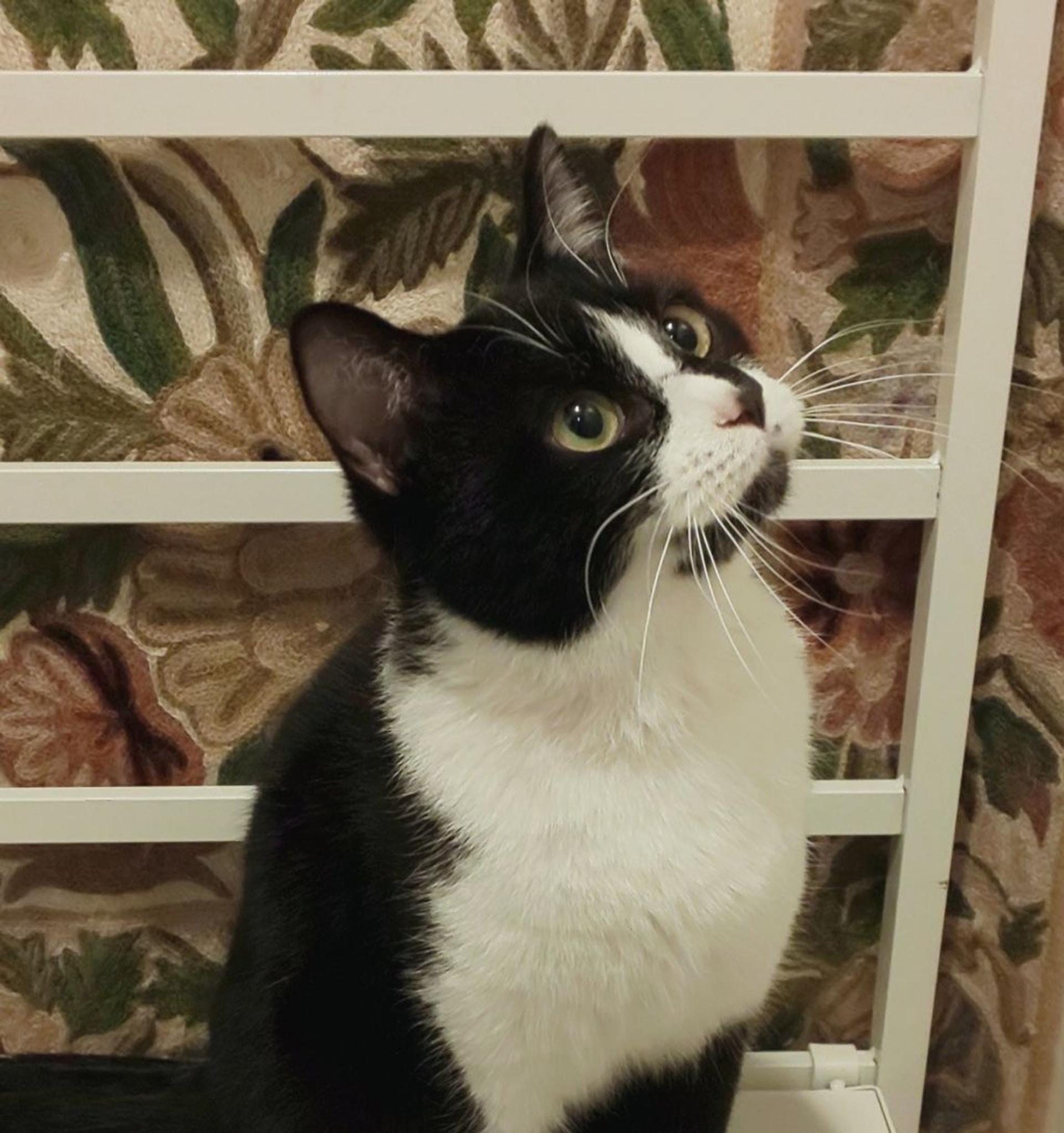 pet-image-7