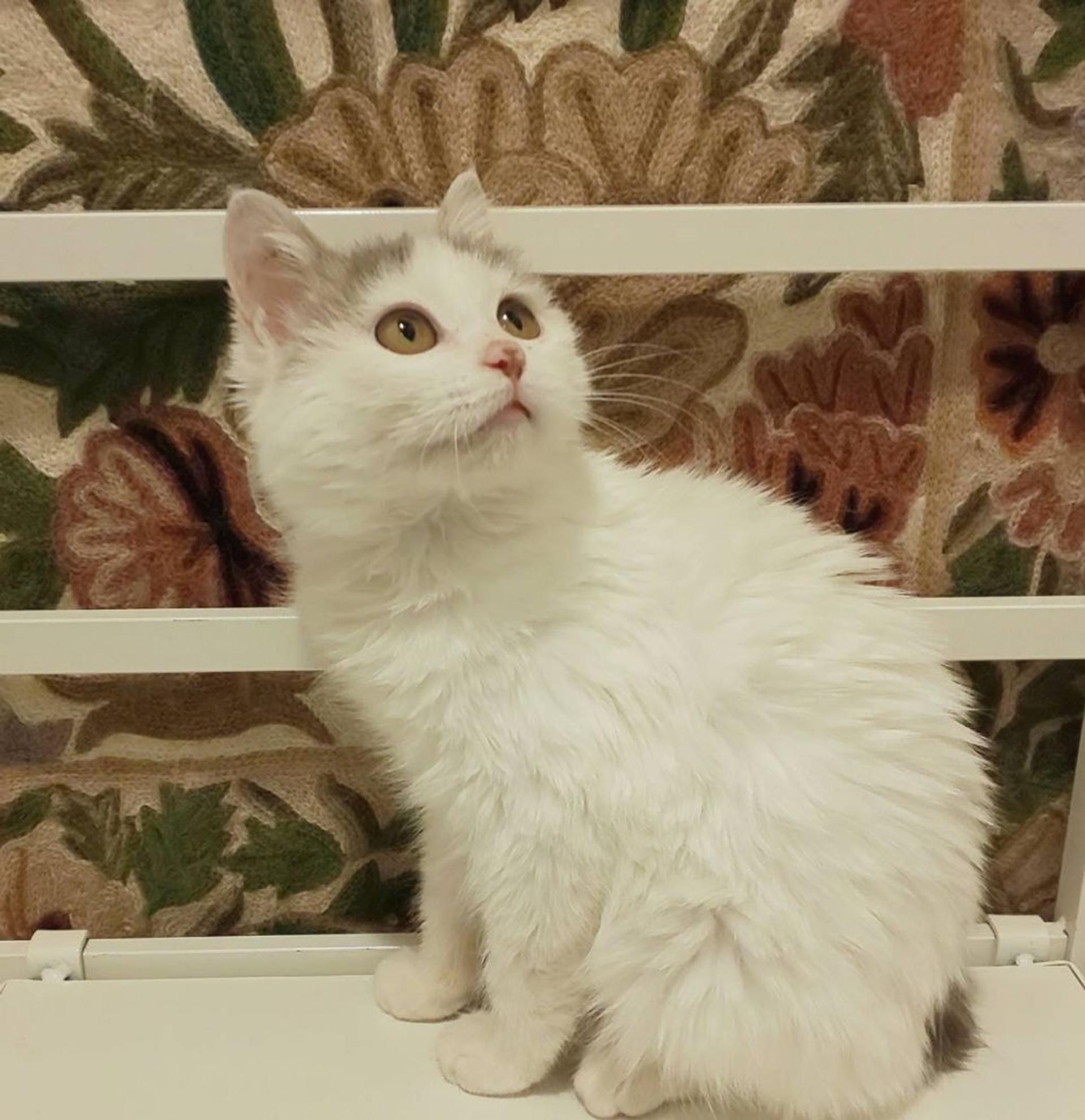 pet-image-8