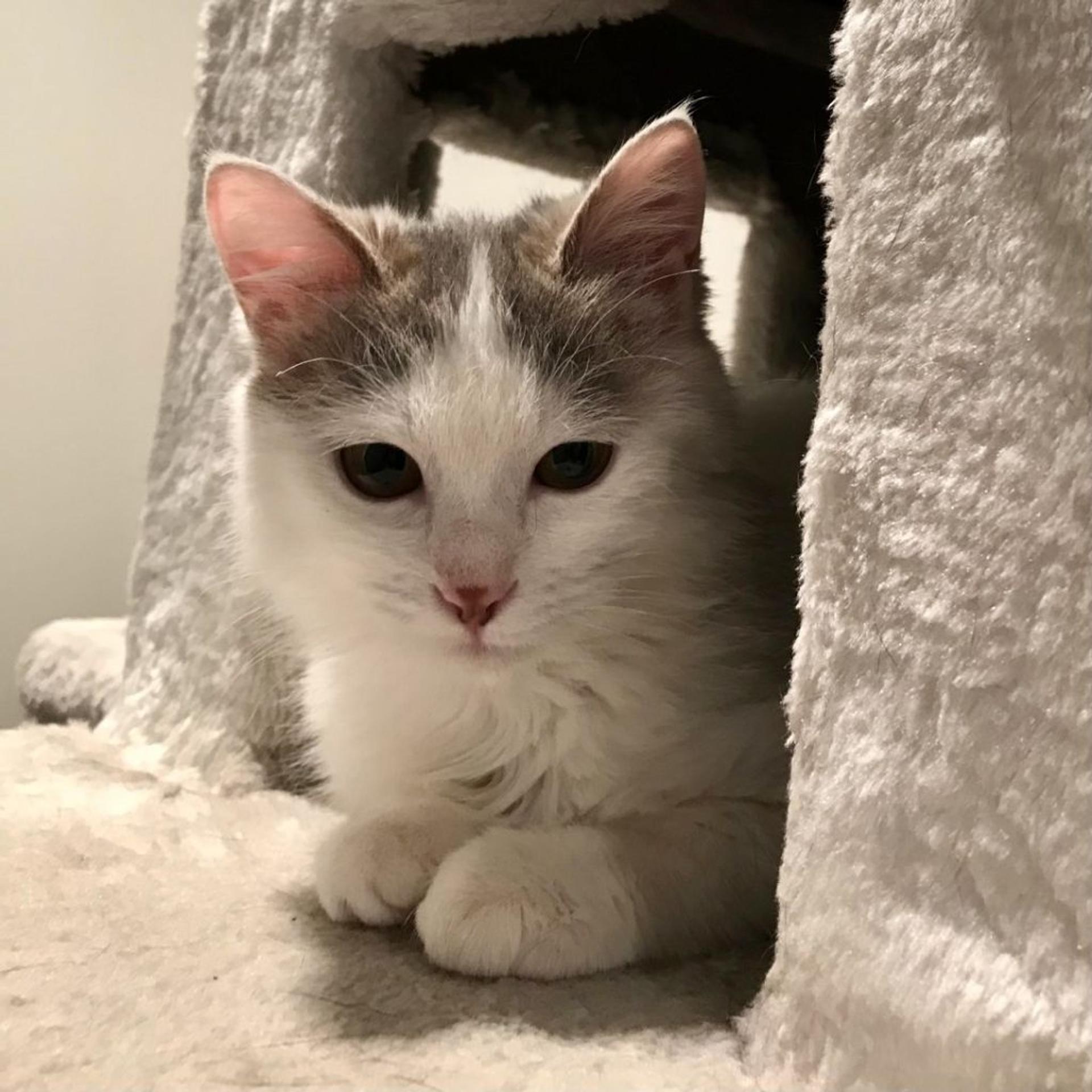 pet-image-2