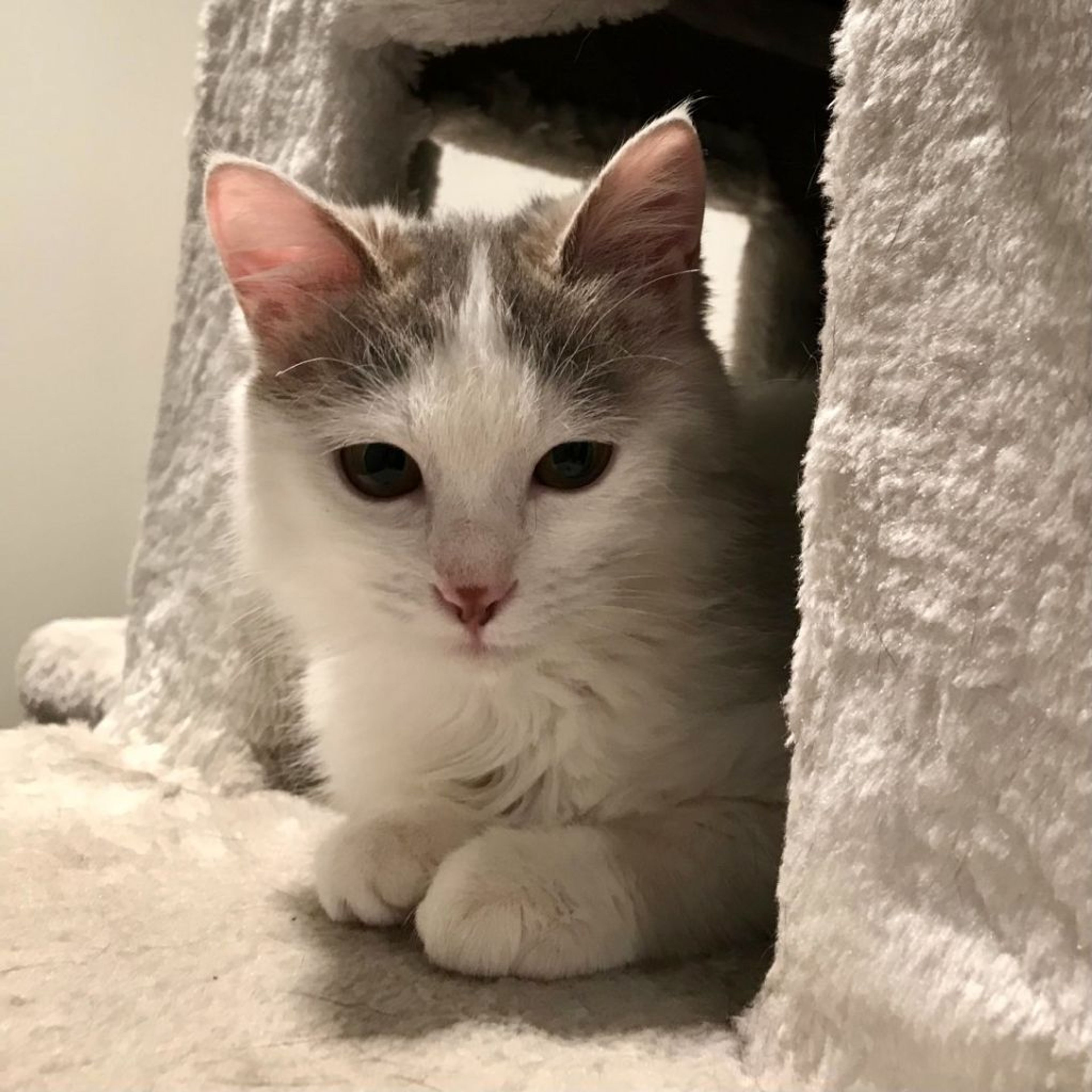 pet-image-2