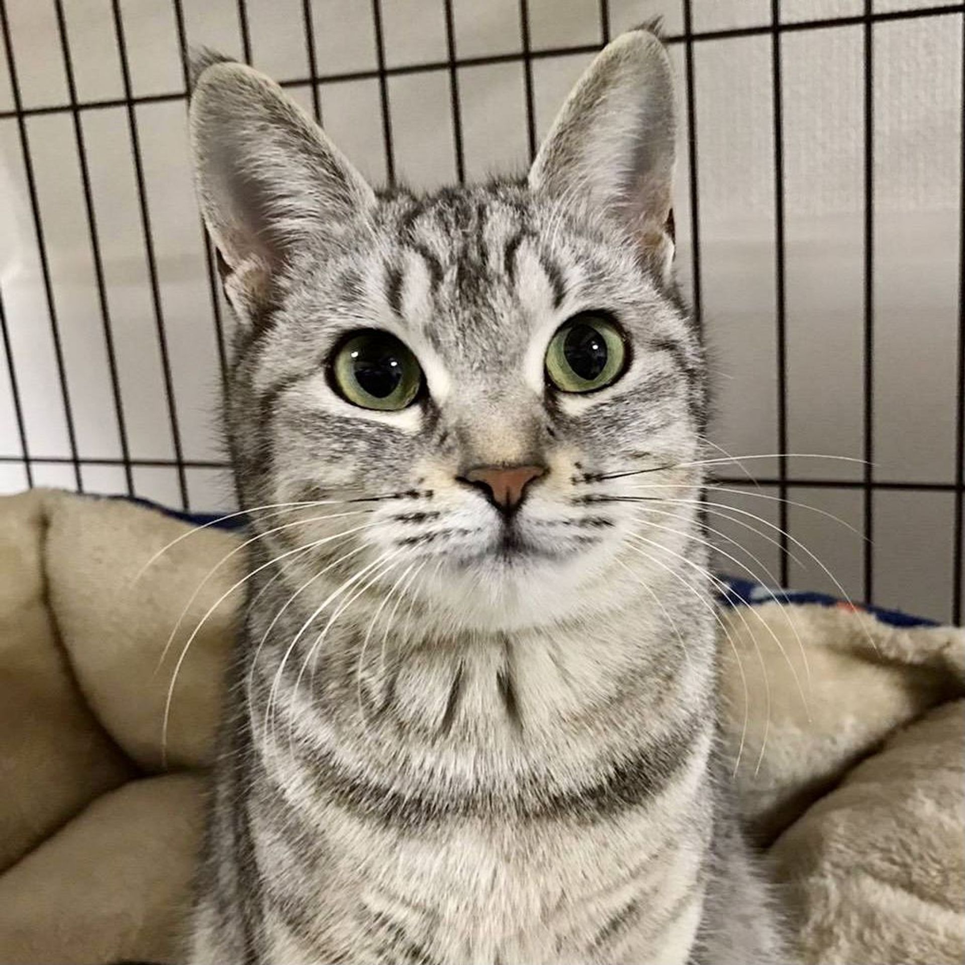雑種（ミックス猫）・メスの里親募集の写真