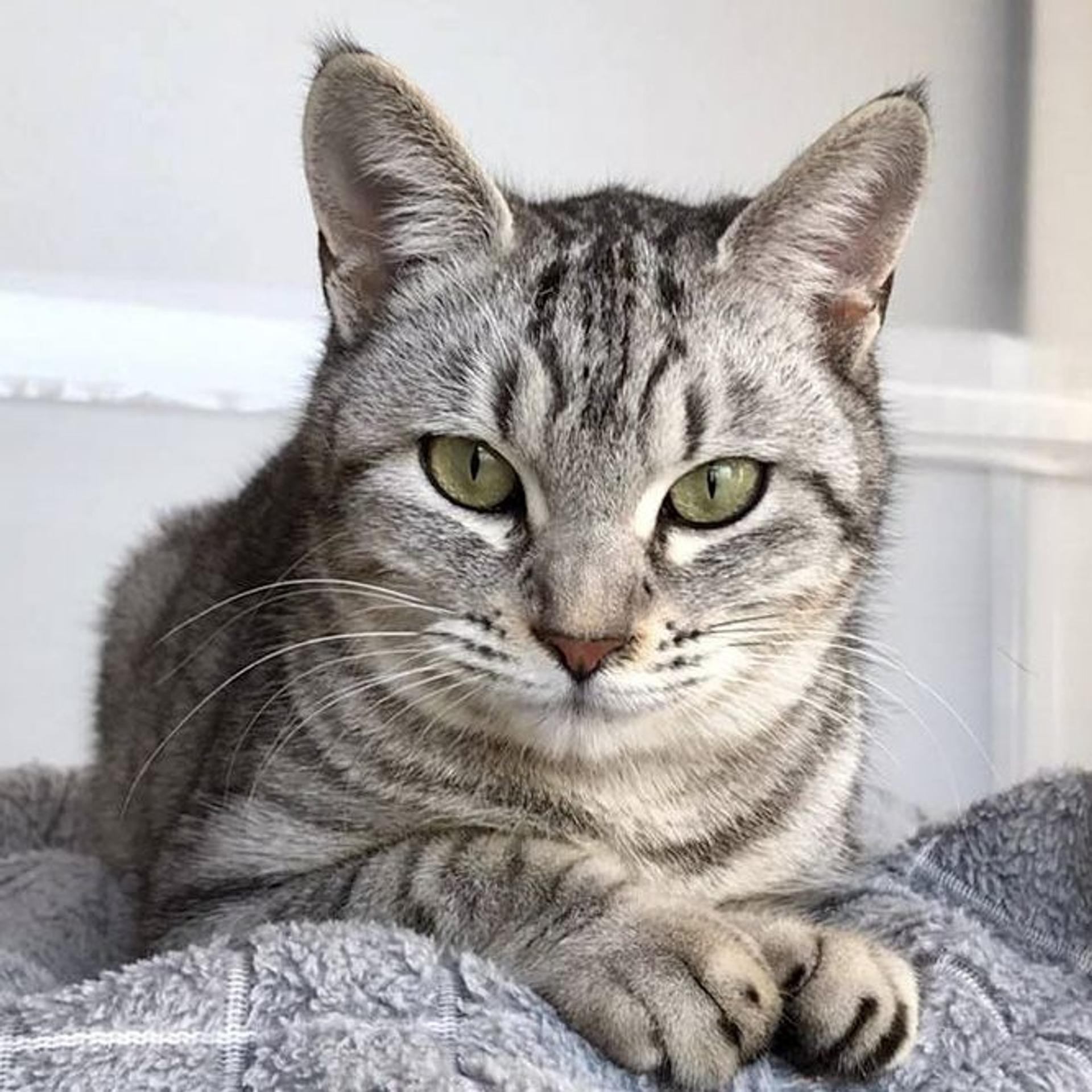 pet-image-4